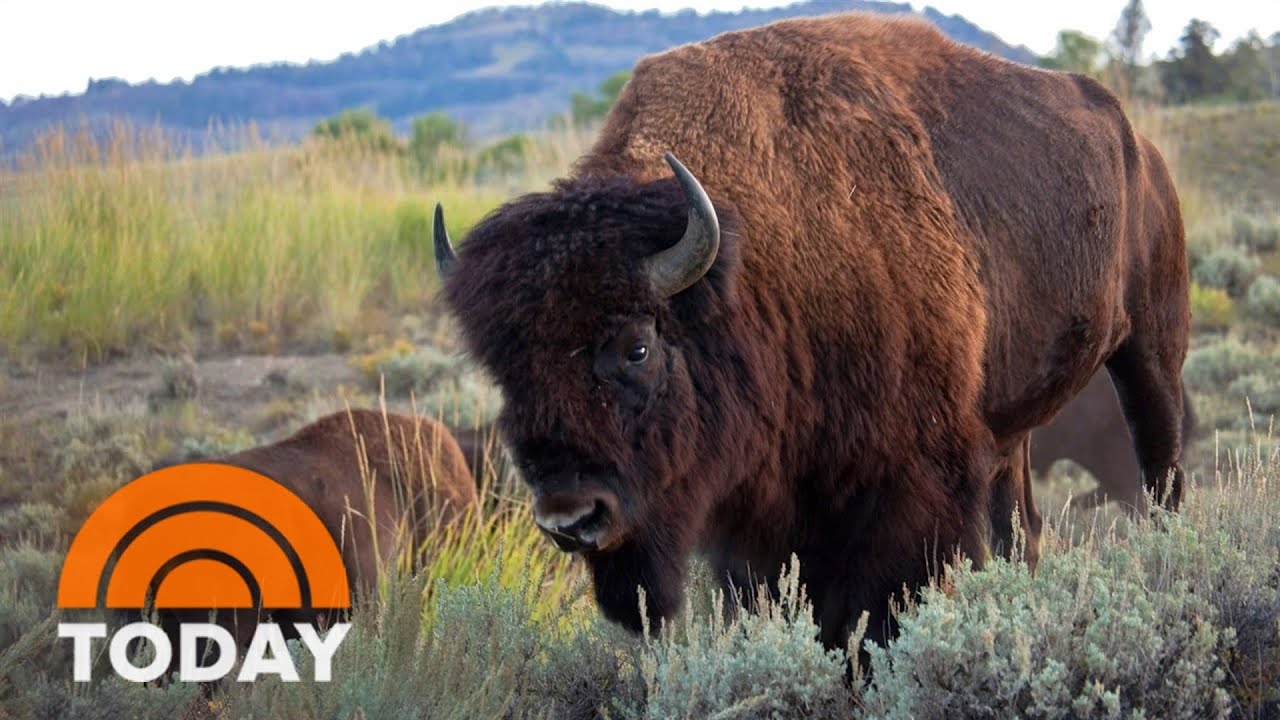 American Bison Wallpapers