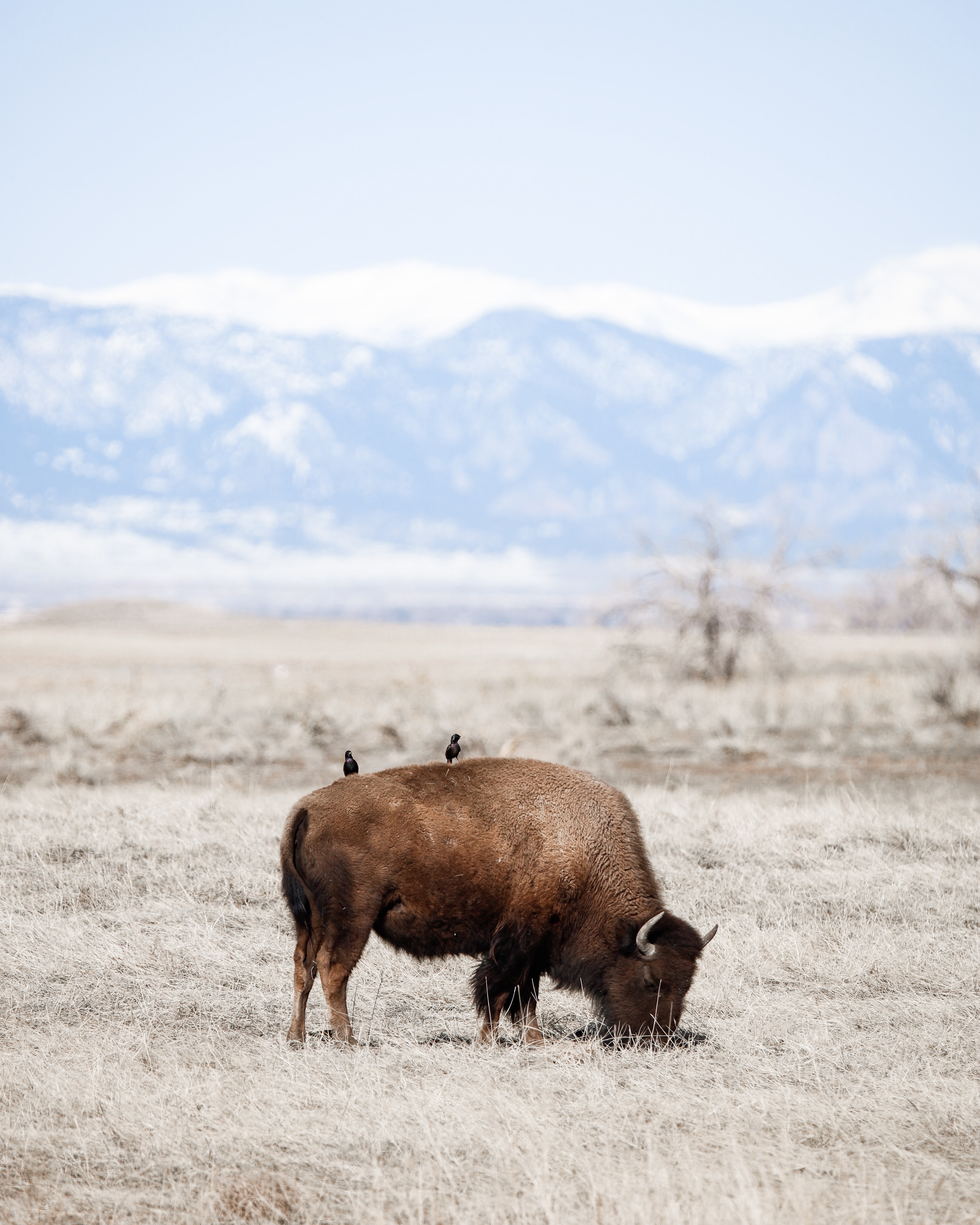 American Bison Wallpapers