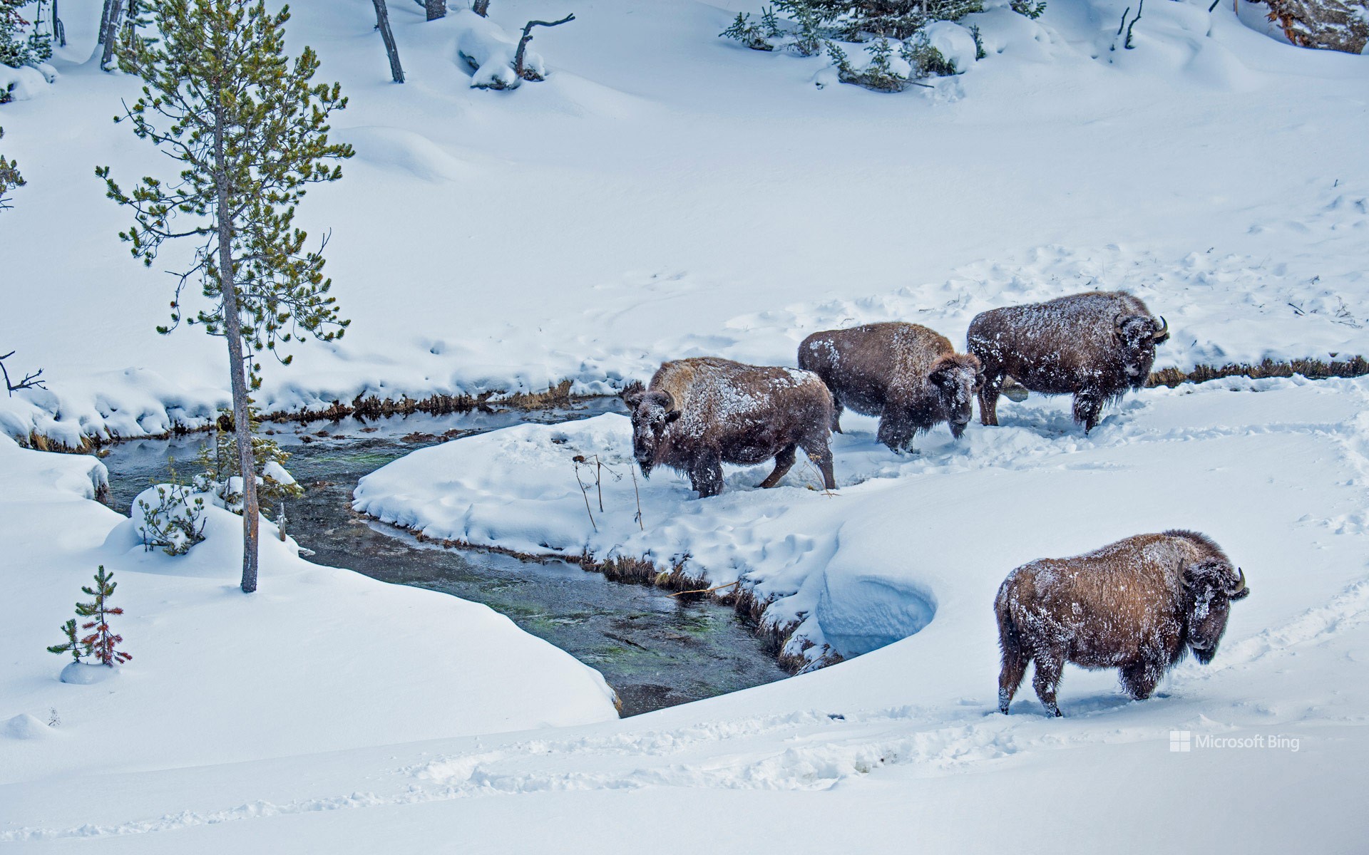 American Bison Wallpapers