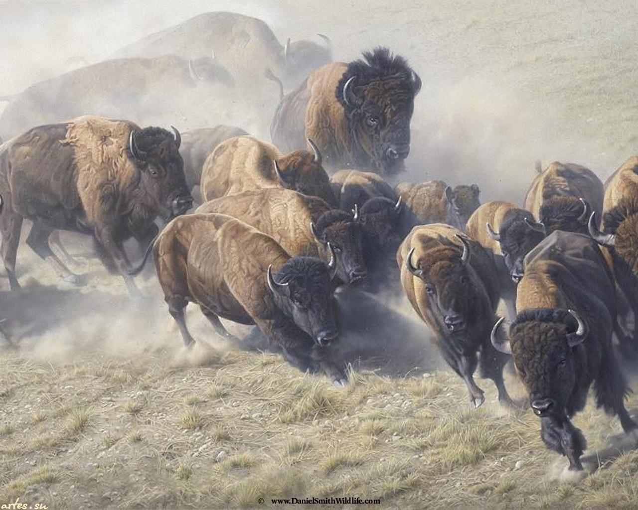 American Bison Wallpapers