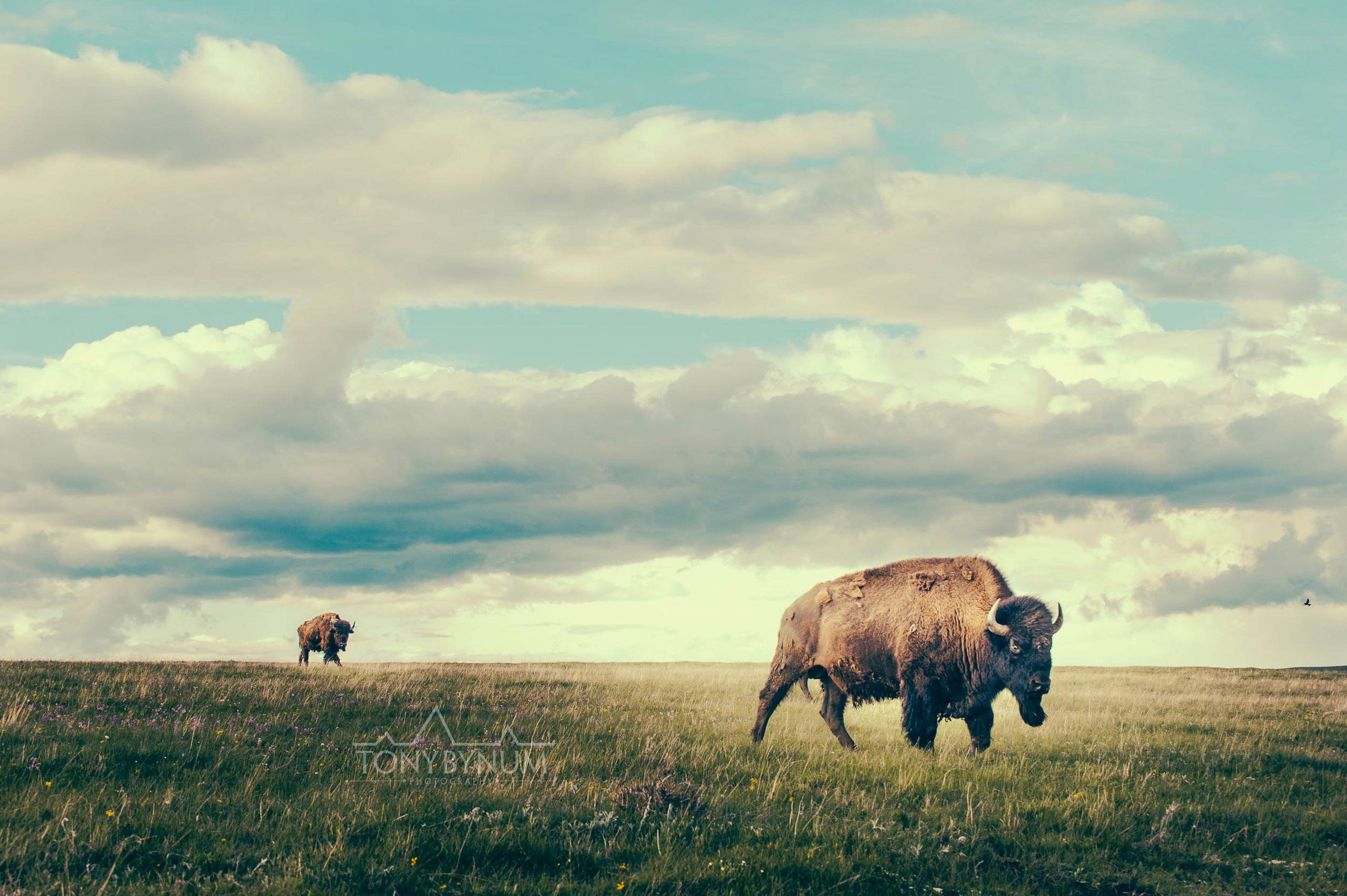 American Bison Wallpapers