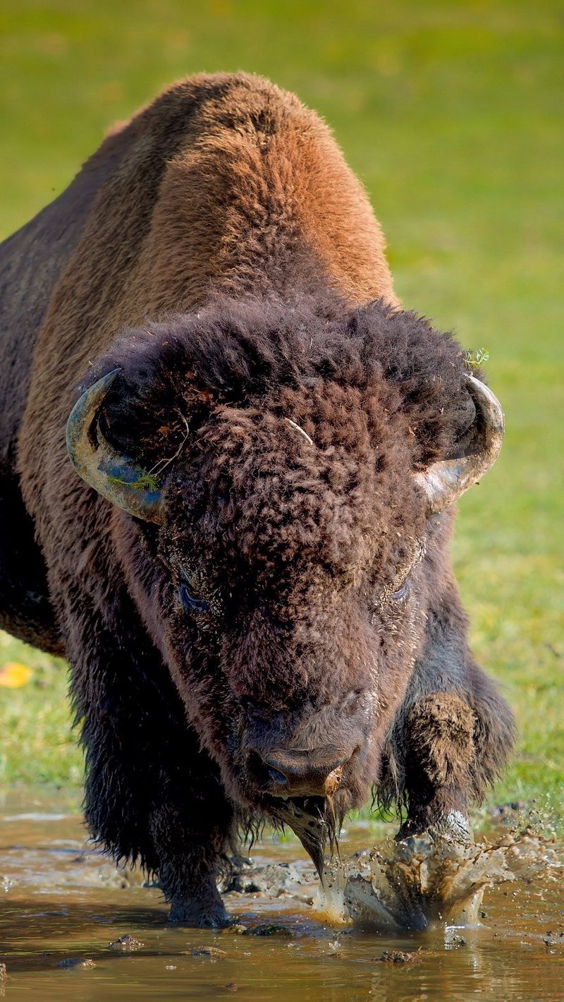 American Bison Wallpapers