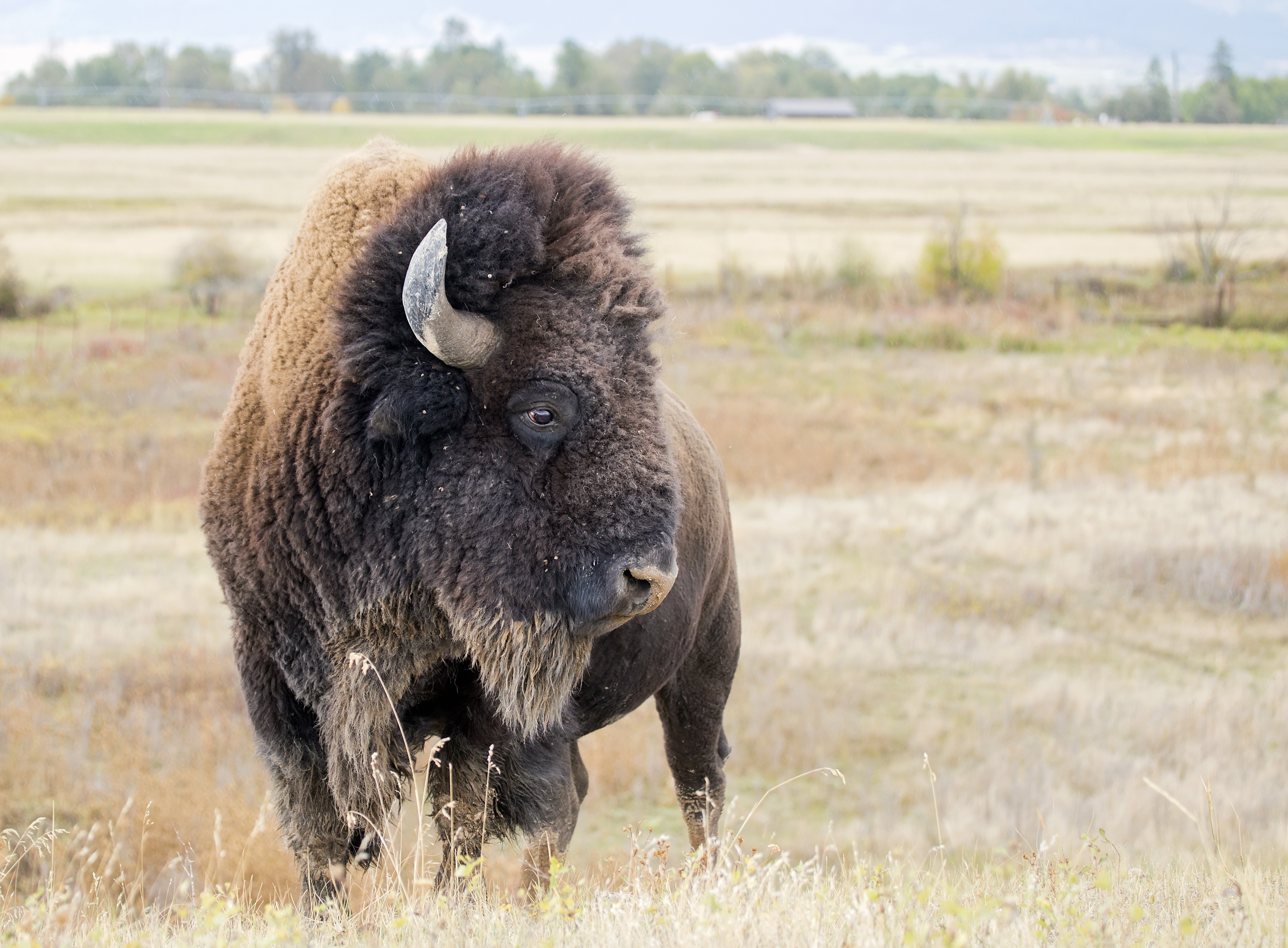 American Bison Wallpapers