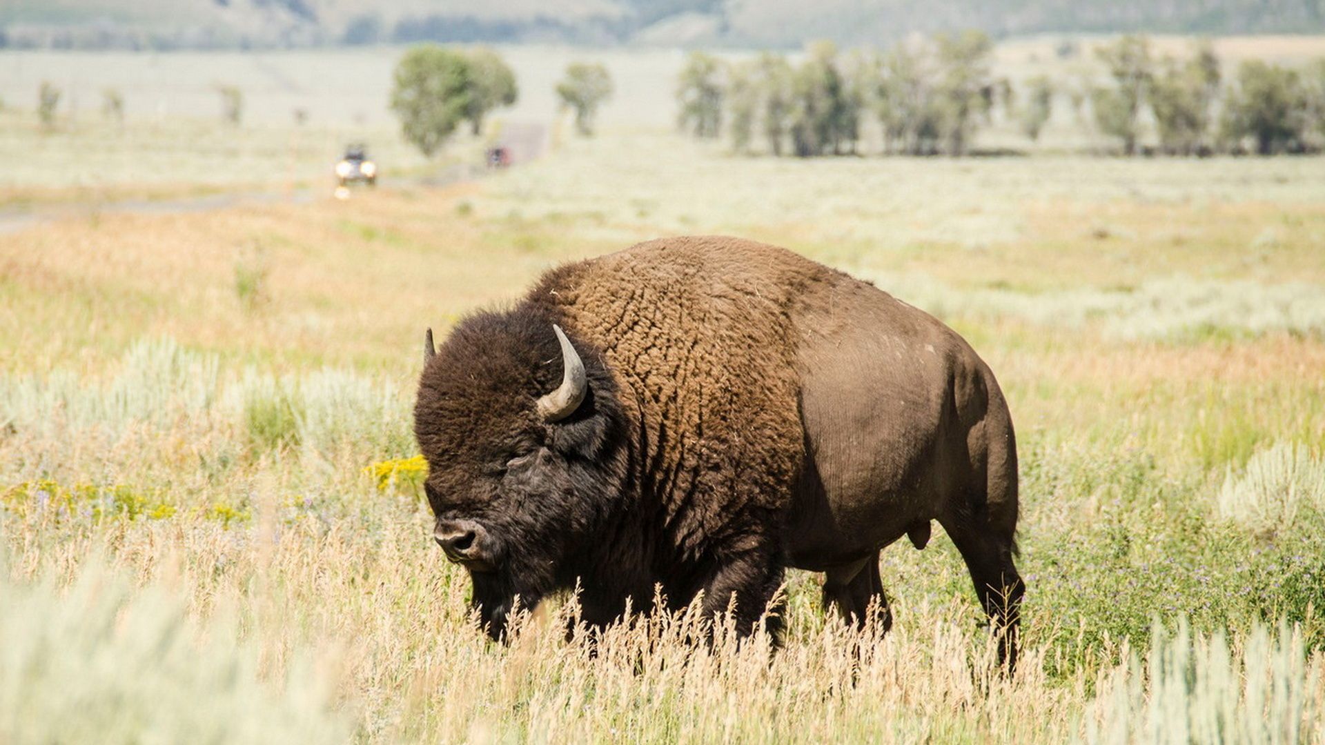 American Bison Wallpapers