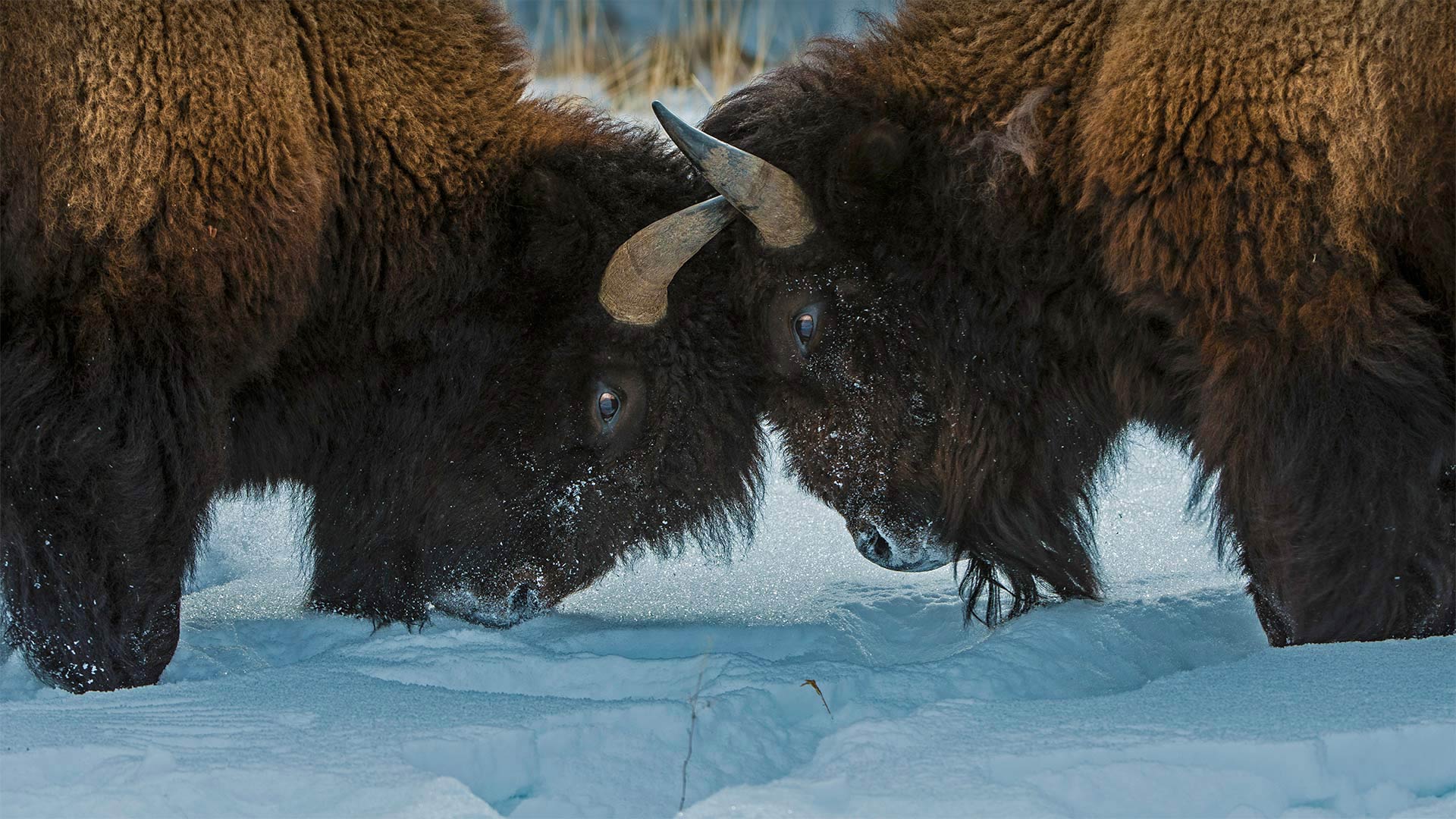 American Bison Wallpapers