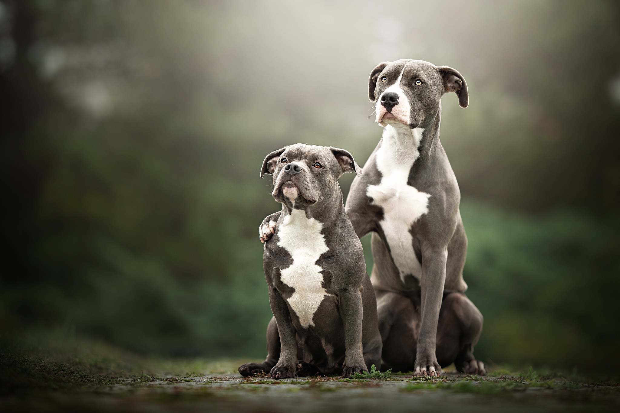 American Pit Bull Terrier Wallpapers