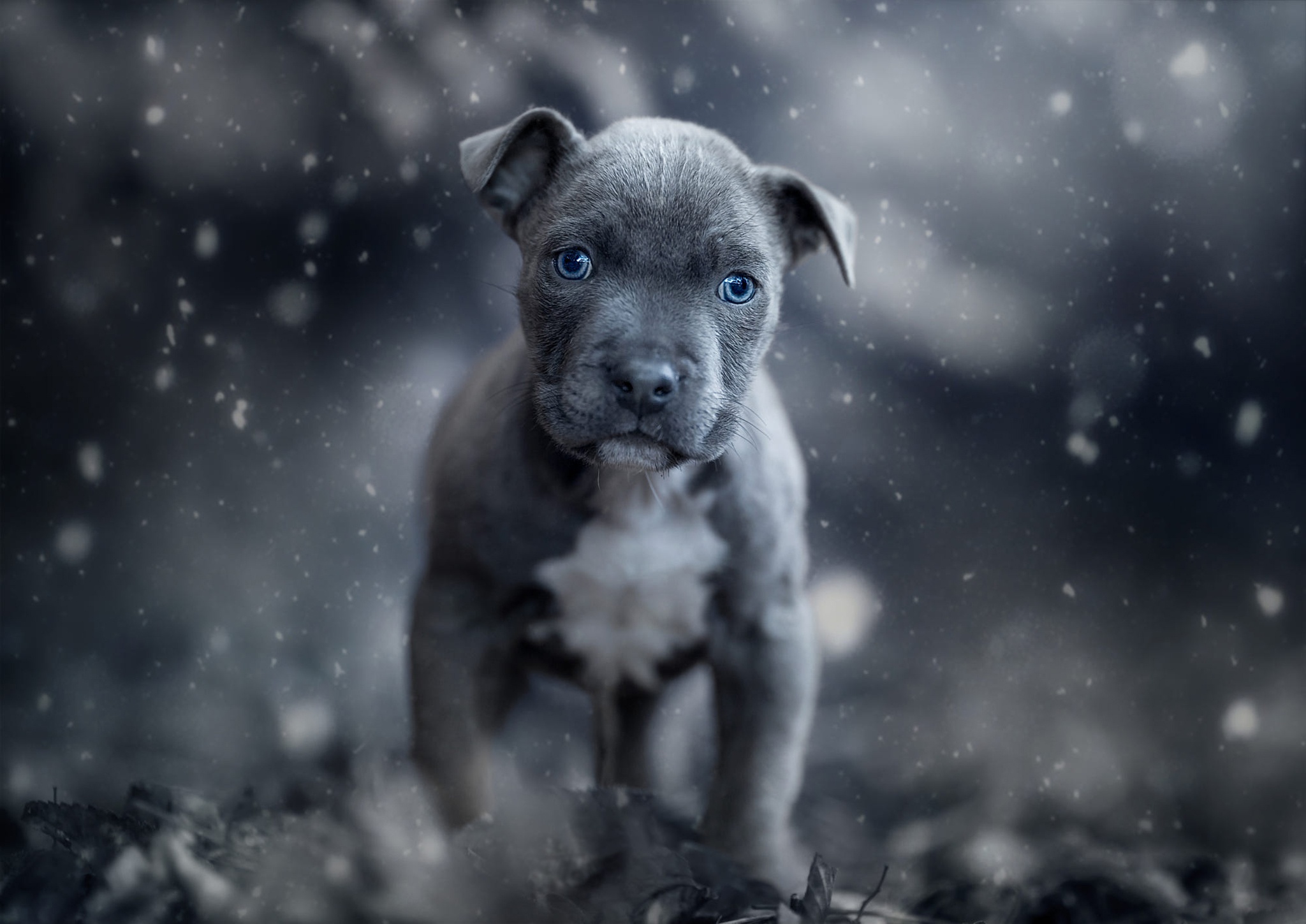 American Pit Bull Terrier Wallpapers