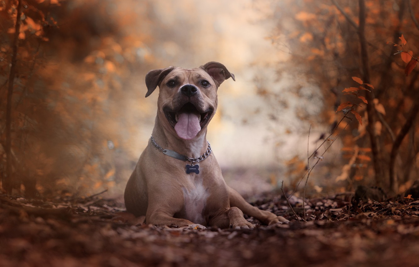 American Pit Bull Terrier Wallpapers