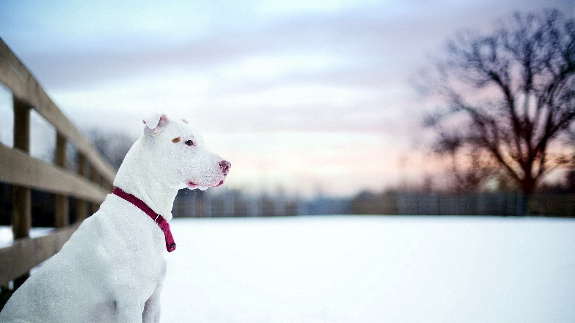 American Pit Bull Terrier Wallpapers