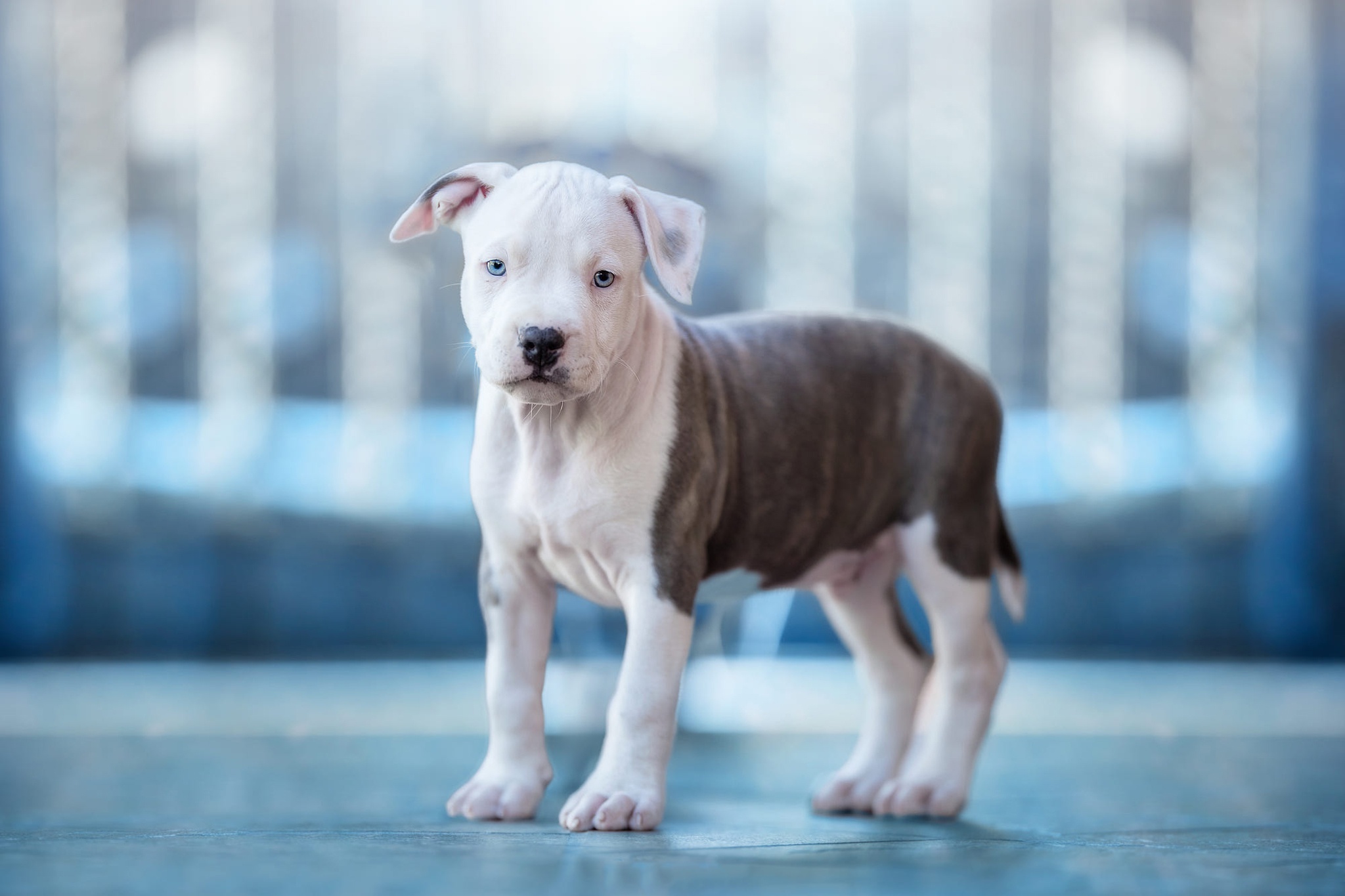 American Pit Bull Terrier Wallpapers