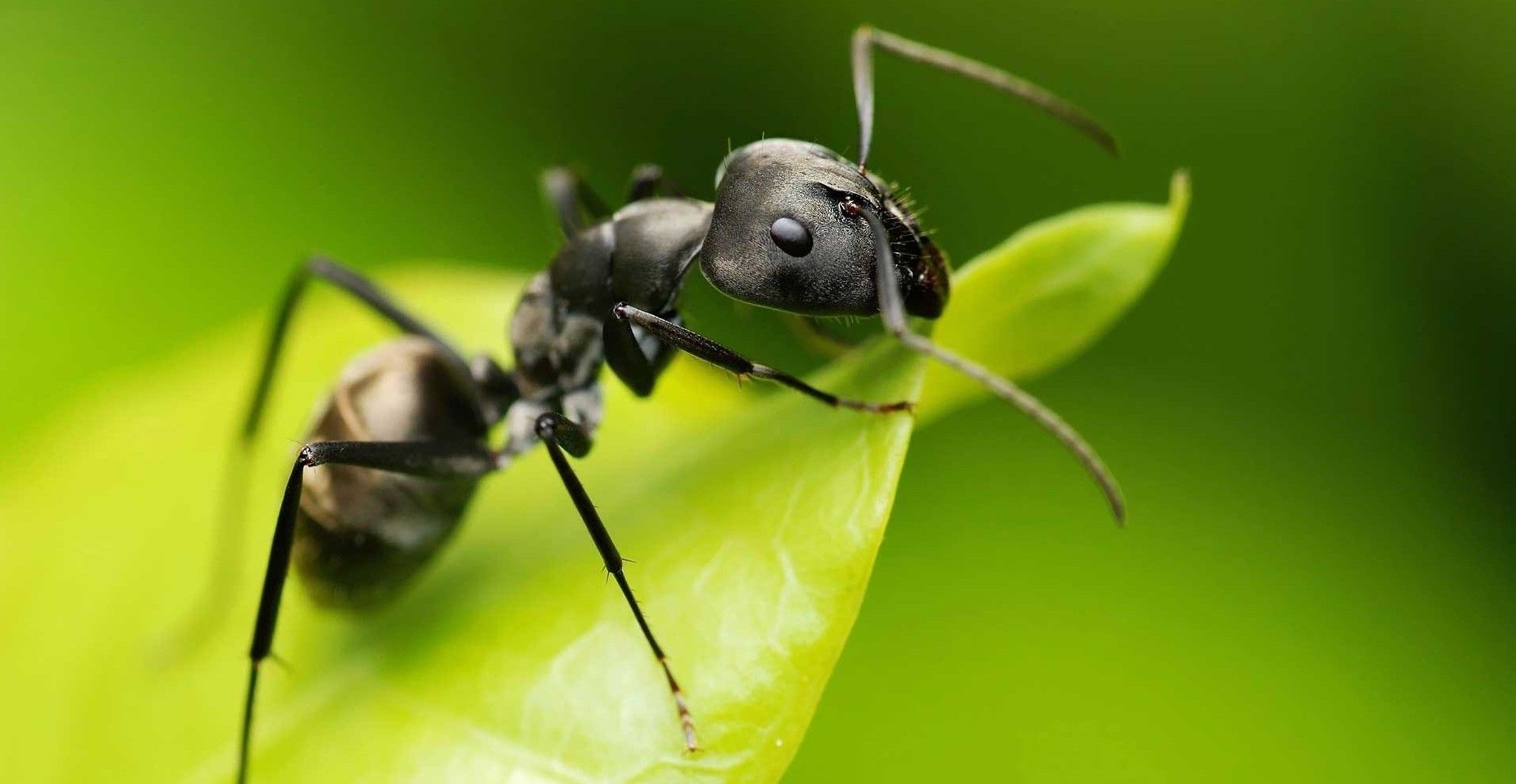 Ant Wallpapers