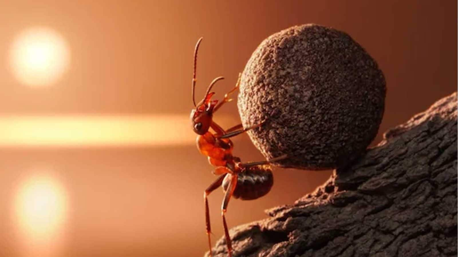 Ant Wallpapers