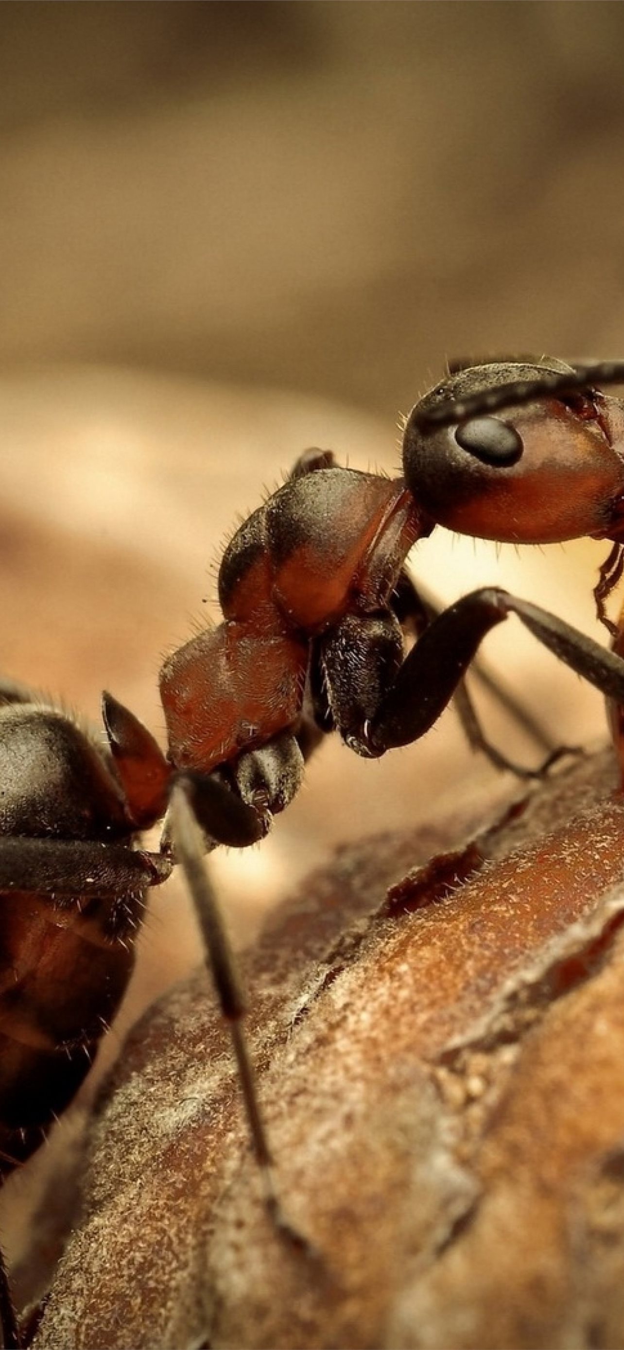 Ant Wallpapers