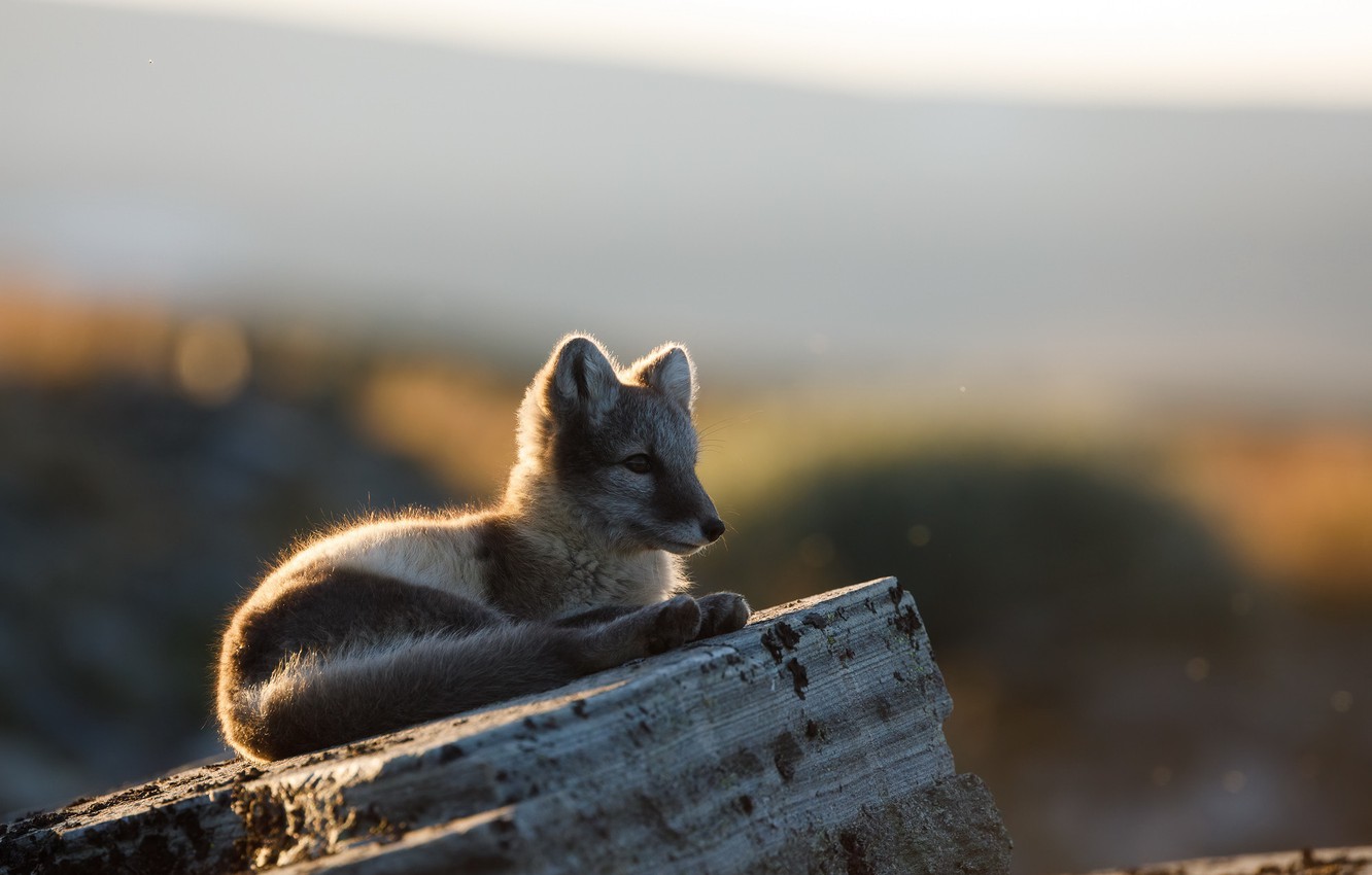 Arctic Fox Wallpapers