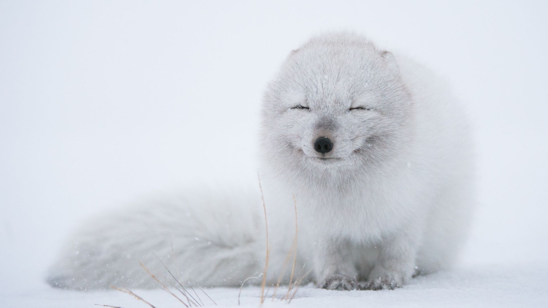 Arctic Fox Wallpapers