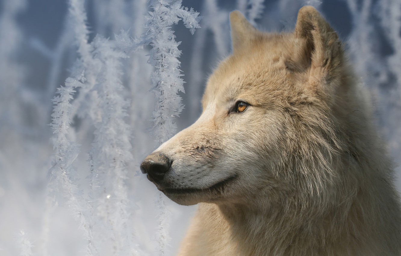 Arctic Wolf Wallpapers