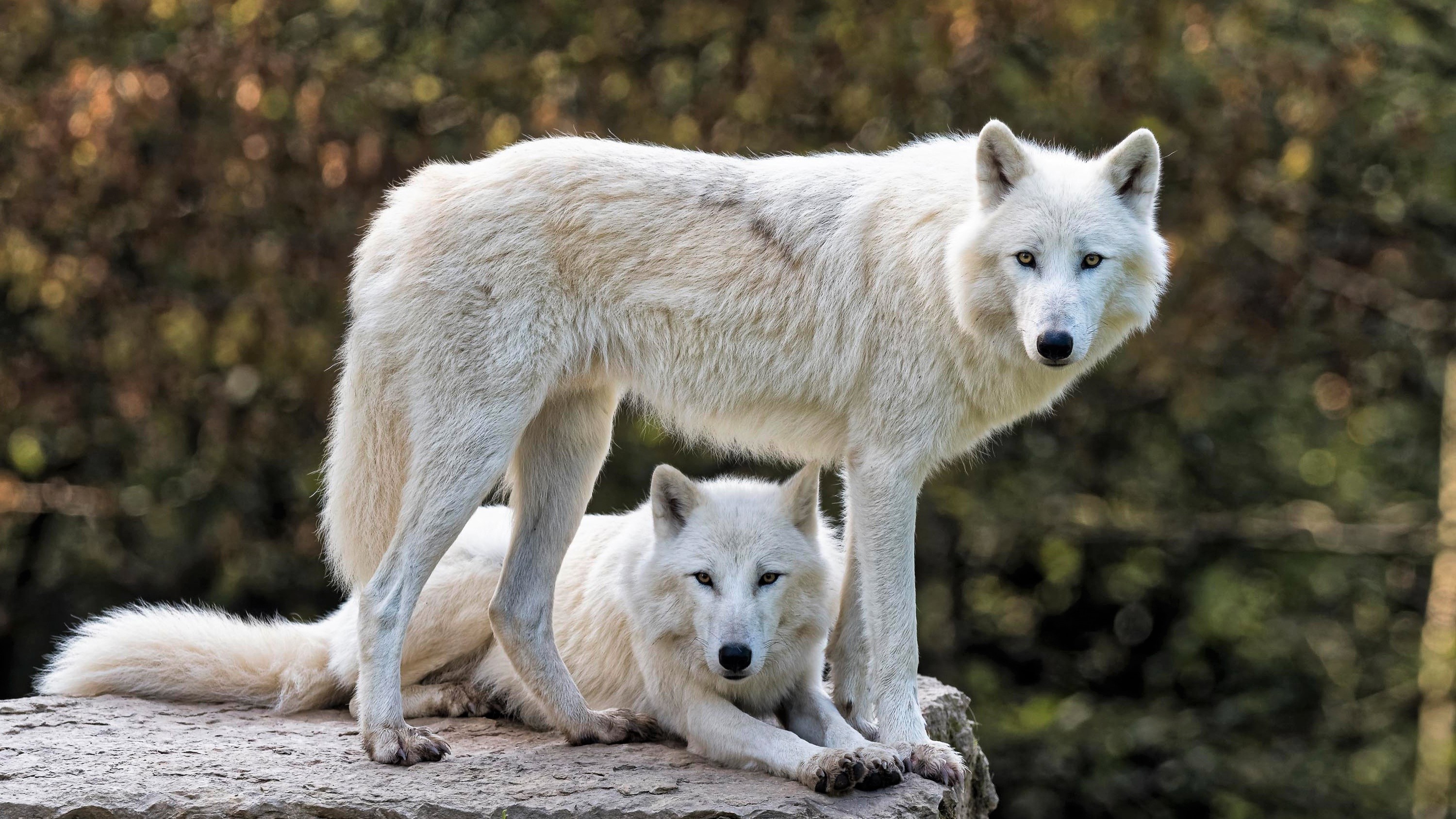 Arctic Wolf Wallpapers