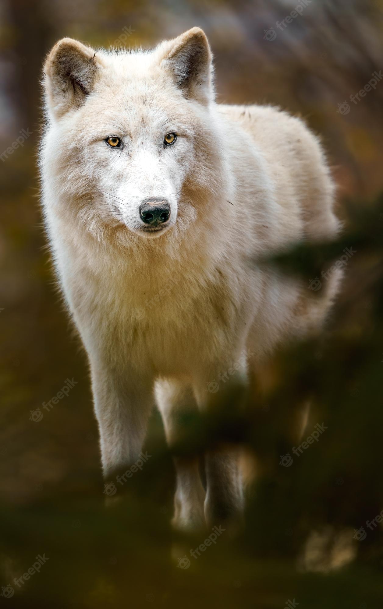 Arctic Wolf Wallpapers