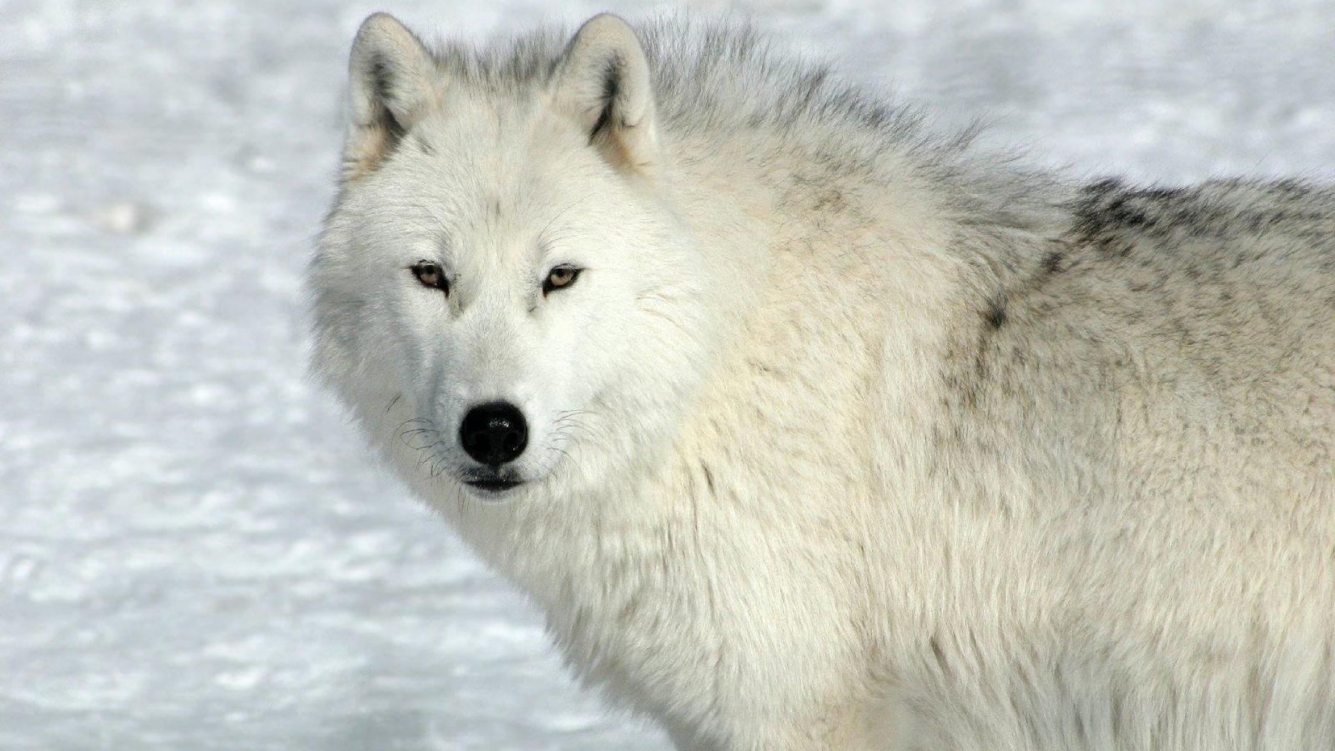 Arctic Wolf Wallpapers