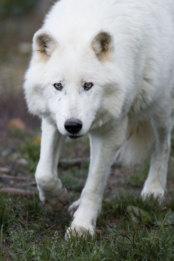 Arctic Wolf Wallpapers