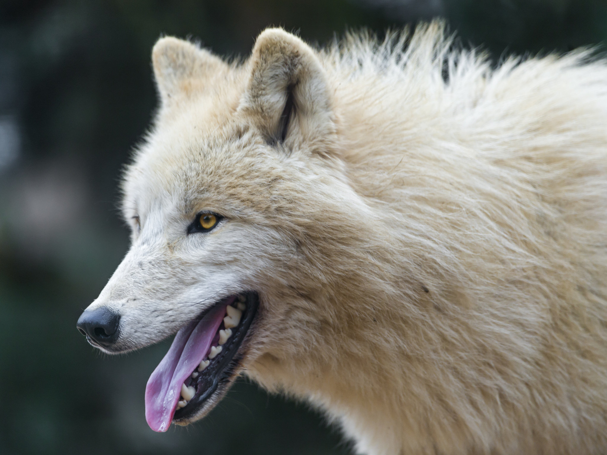 Arctic Wolf Wallpapers