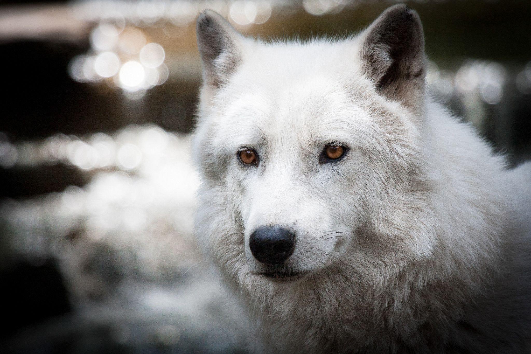 Arctic Wolf Wallpapers