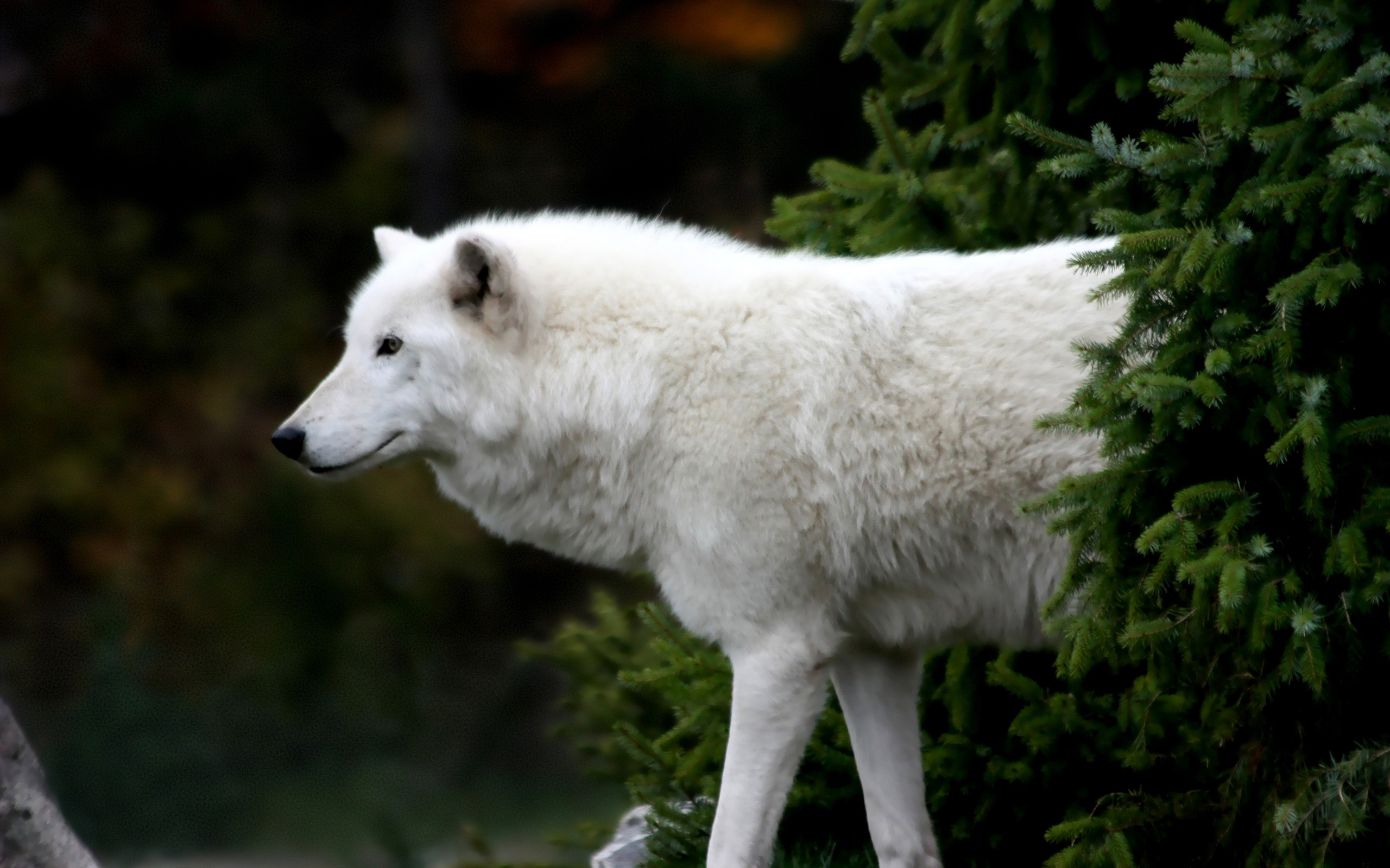 Arctic Wolf Wallpapers