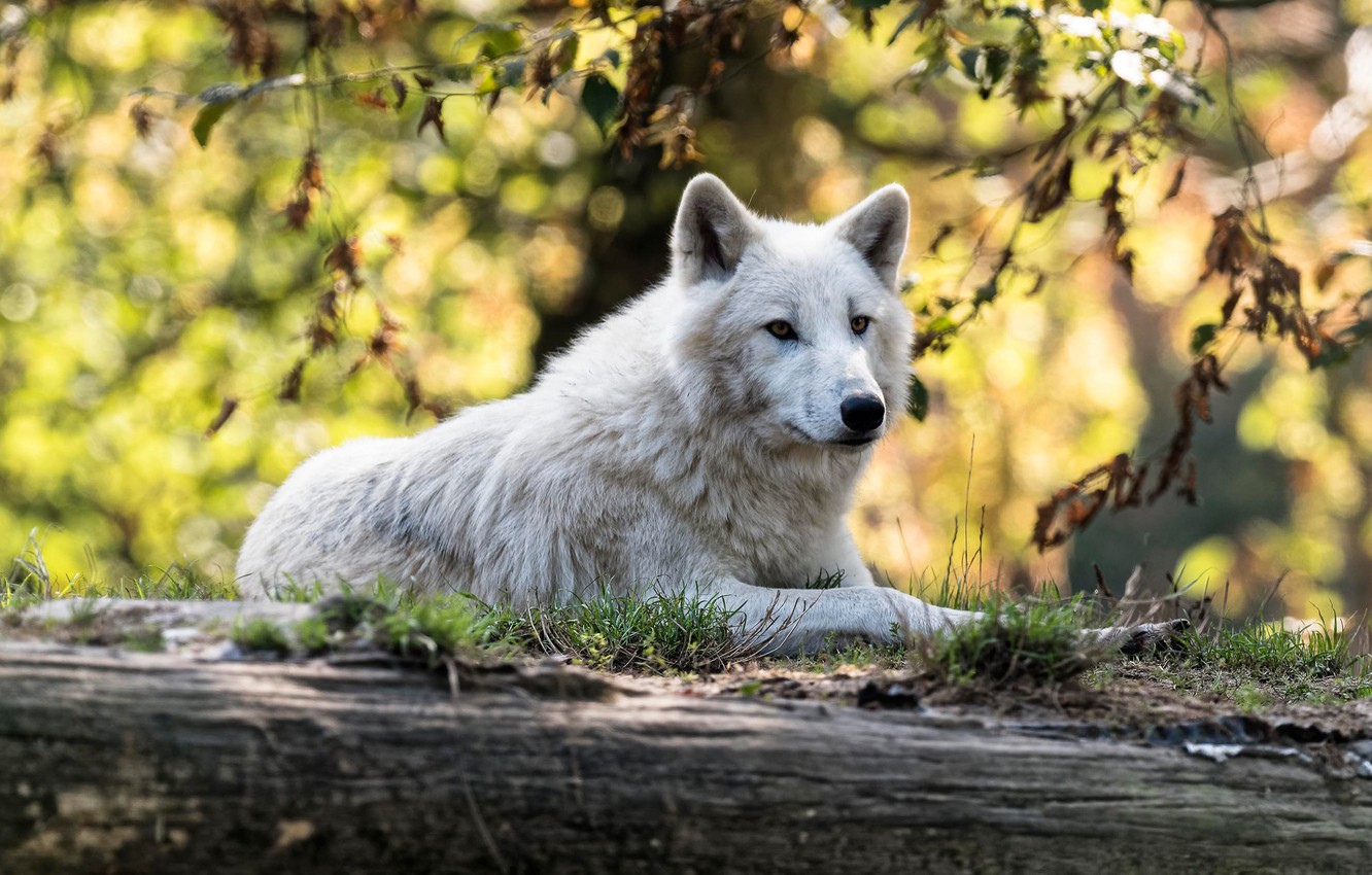 Arctic Wolf Wallpapers