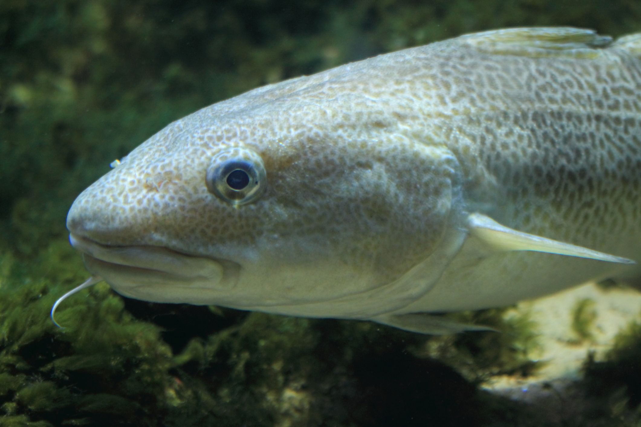 Atlantic Cod Wallpapers