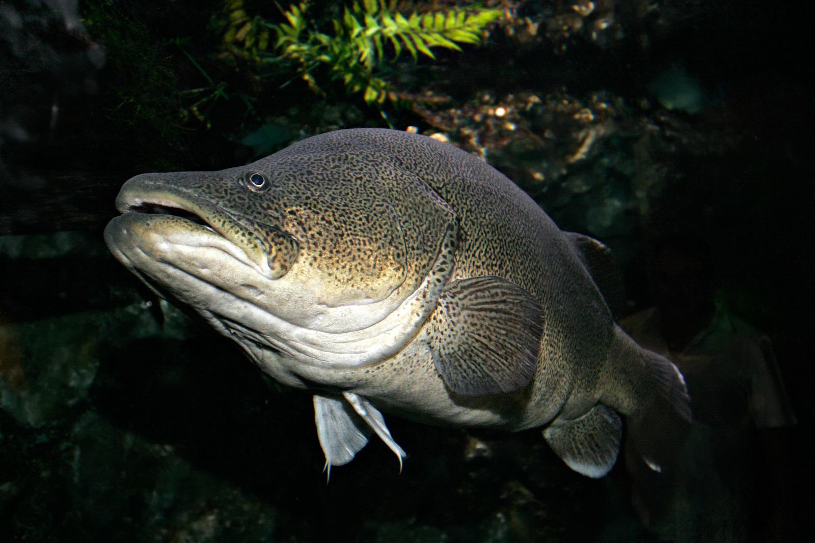 Atlantic Cod Wallpapers