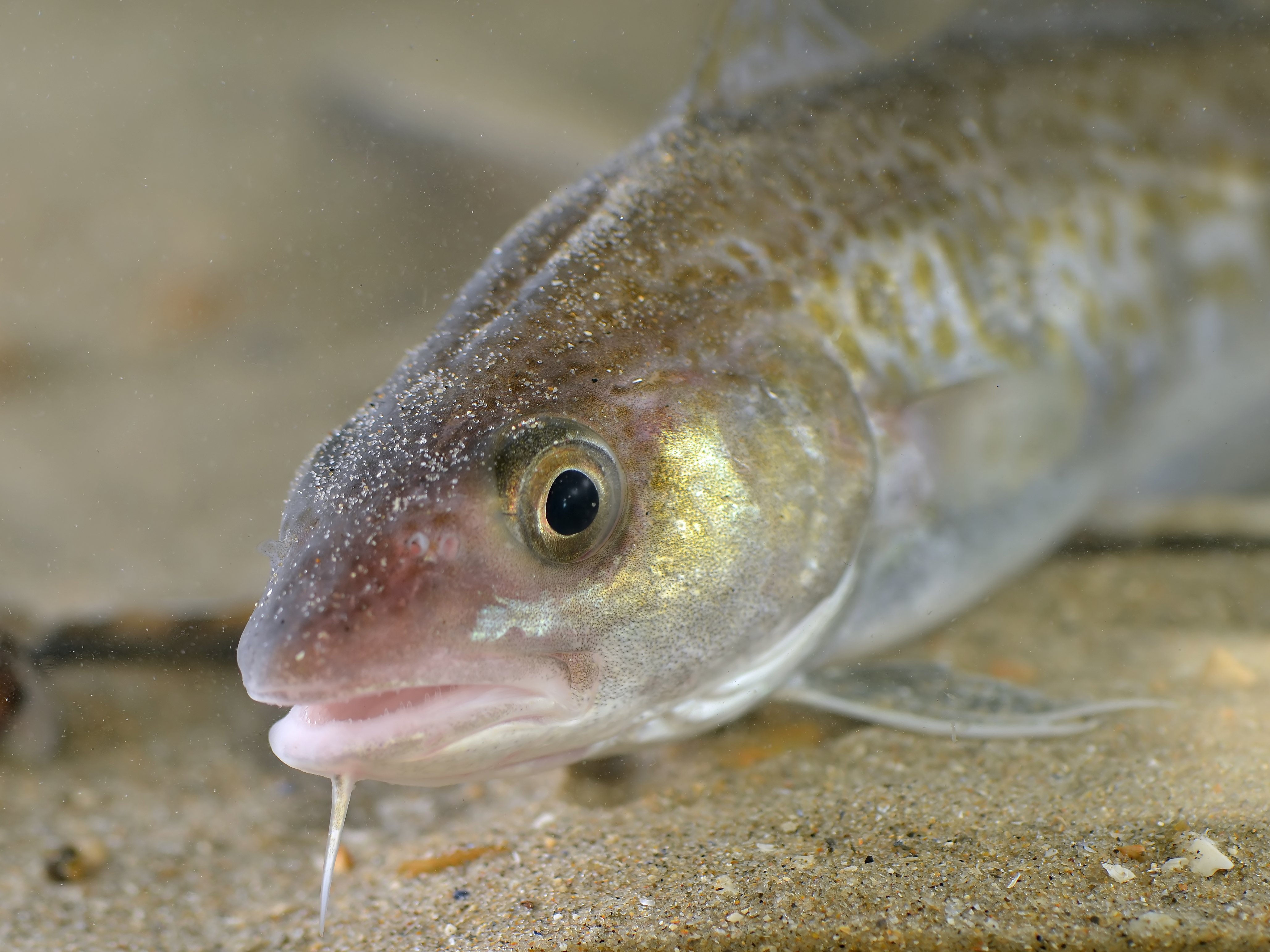 Atlantic Cod Wallpapers