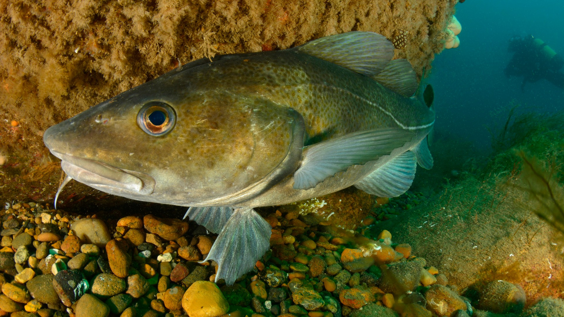 Atlantic Cod Wallpapers