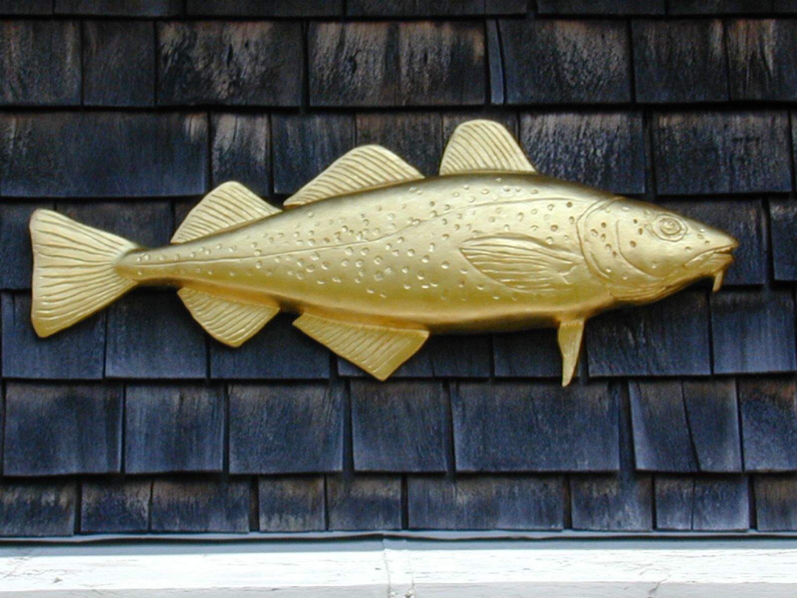 Atlantic Cod Wallpapers