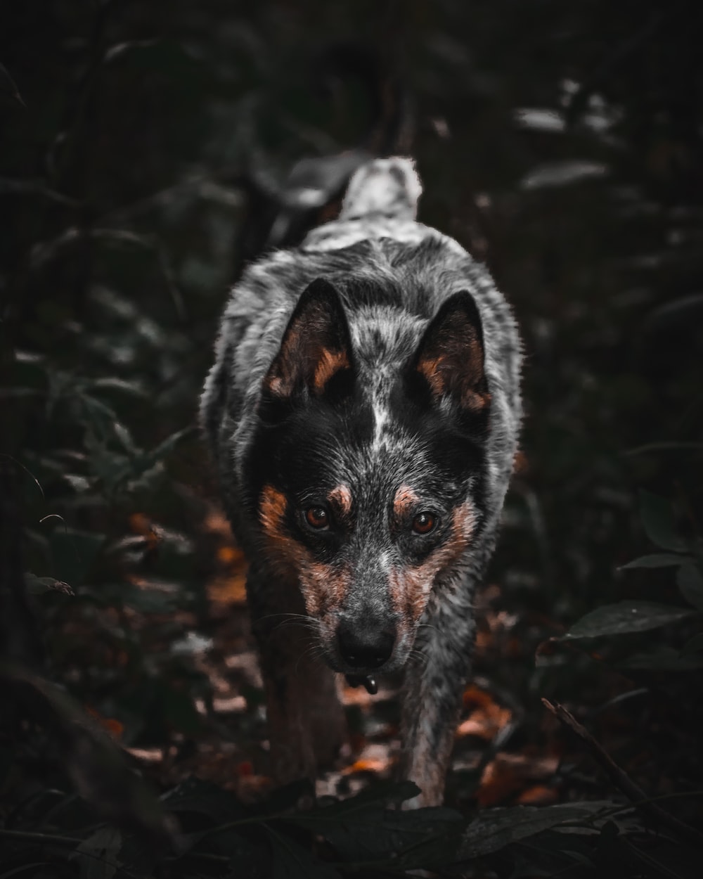 Australian Cattle Dog Wallpapers