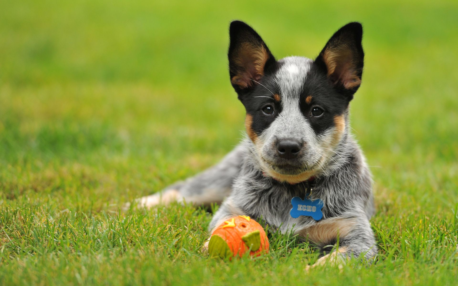 Australian Cattle Dog Wallpapers