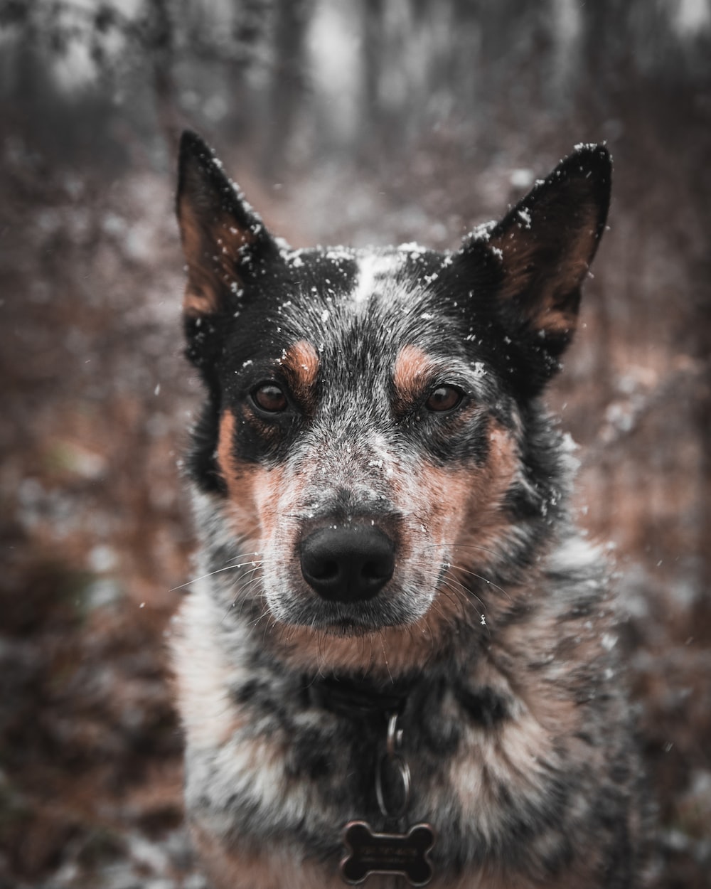 Australian Cattle Dog Wallpapers