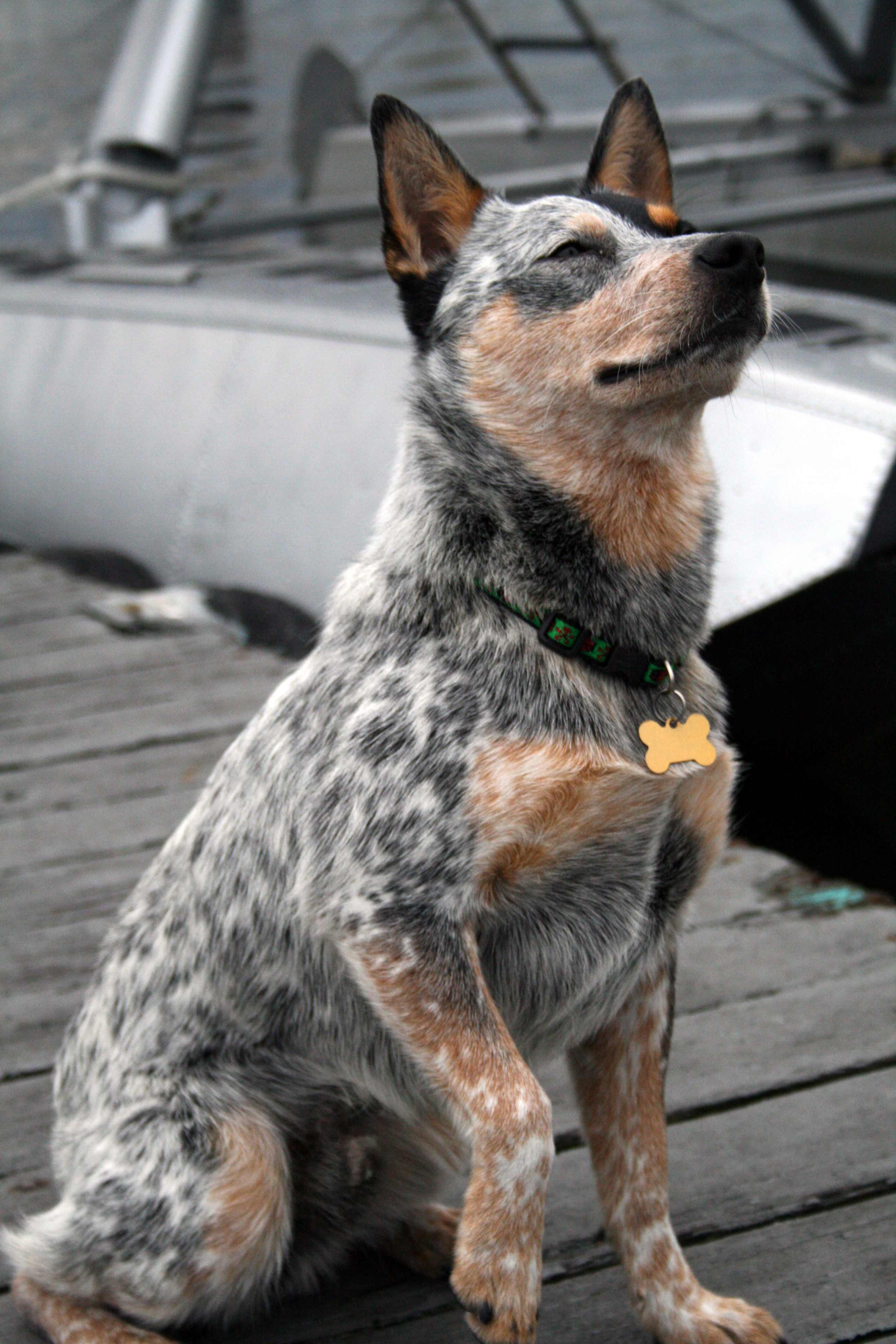 Australian Cattle Dog Wallpapers