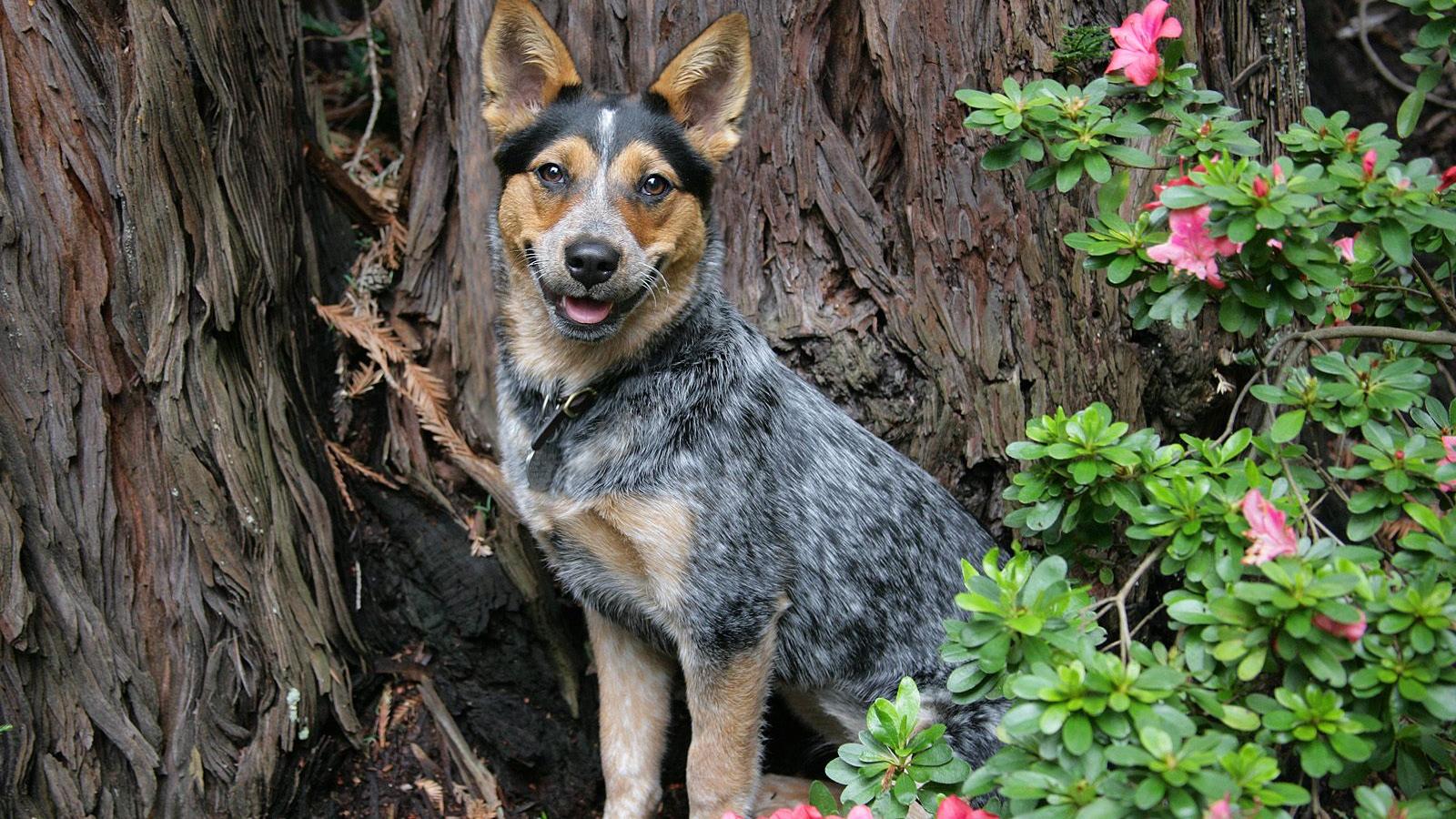 Australian Cattle Dog Wallpapers