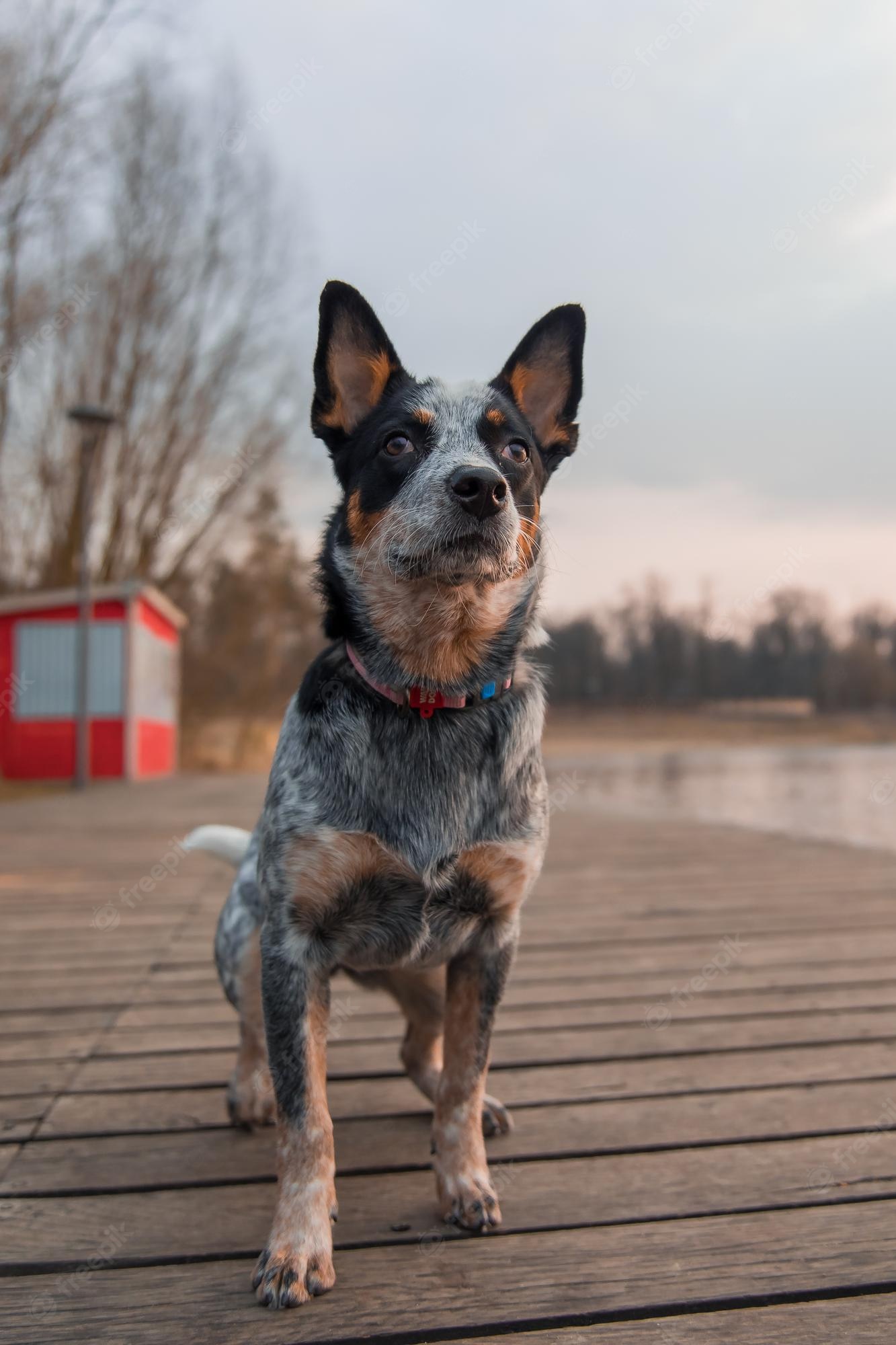 Australian Cattle Dog Wallpapers