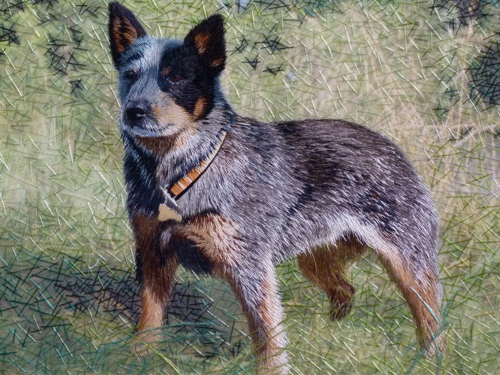 Australian Cattle Dog Wallpapers