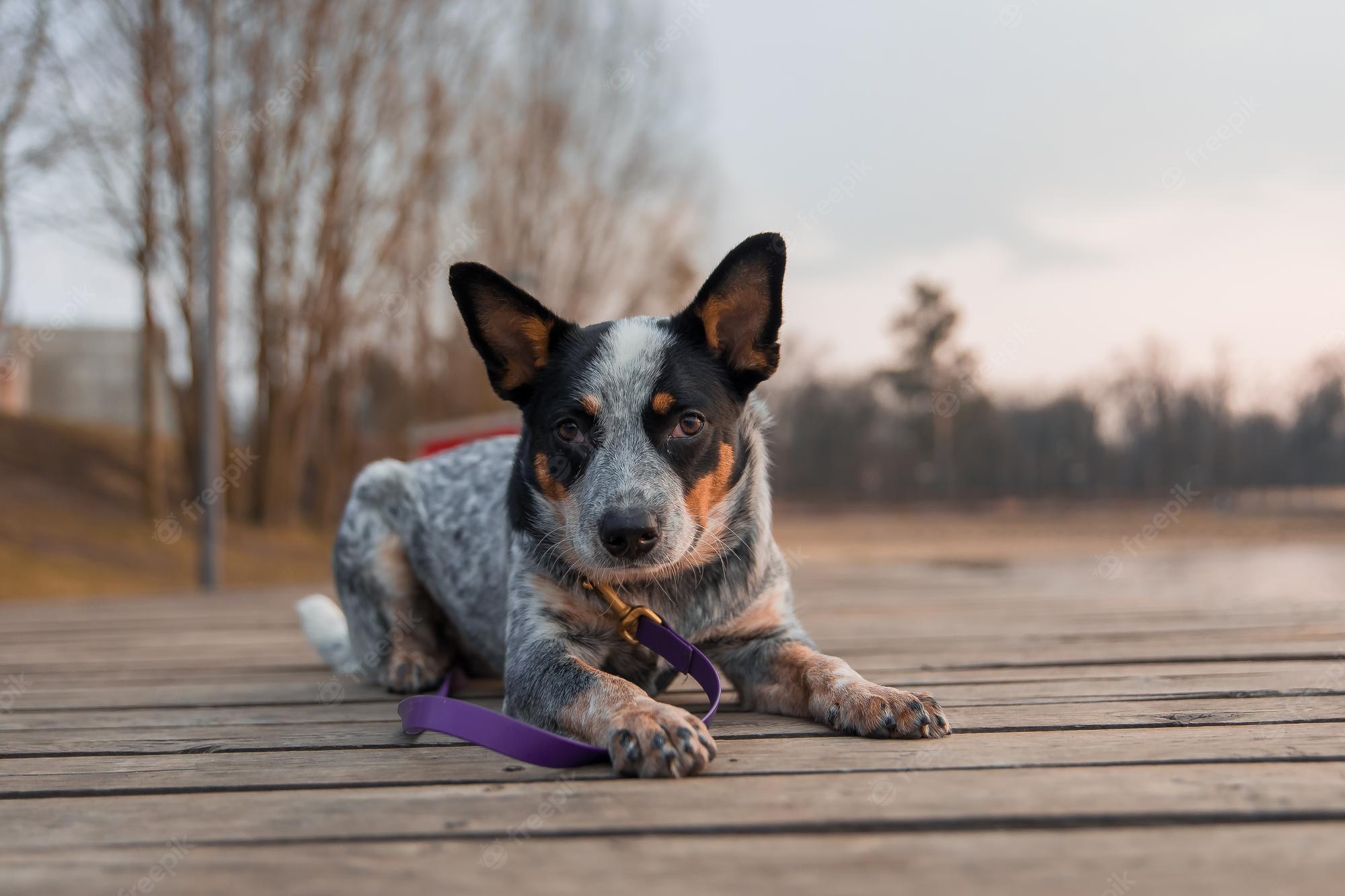 Australian Cattle Dog Wallpapers