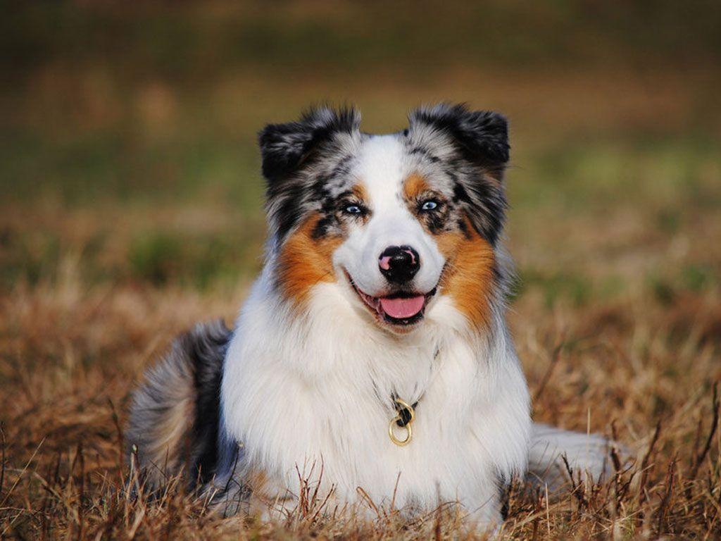 Australian Shepherd Wallpapers