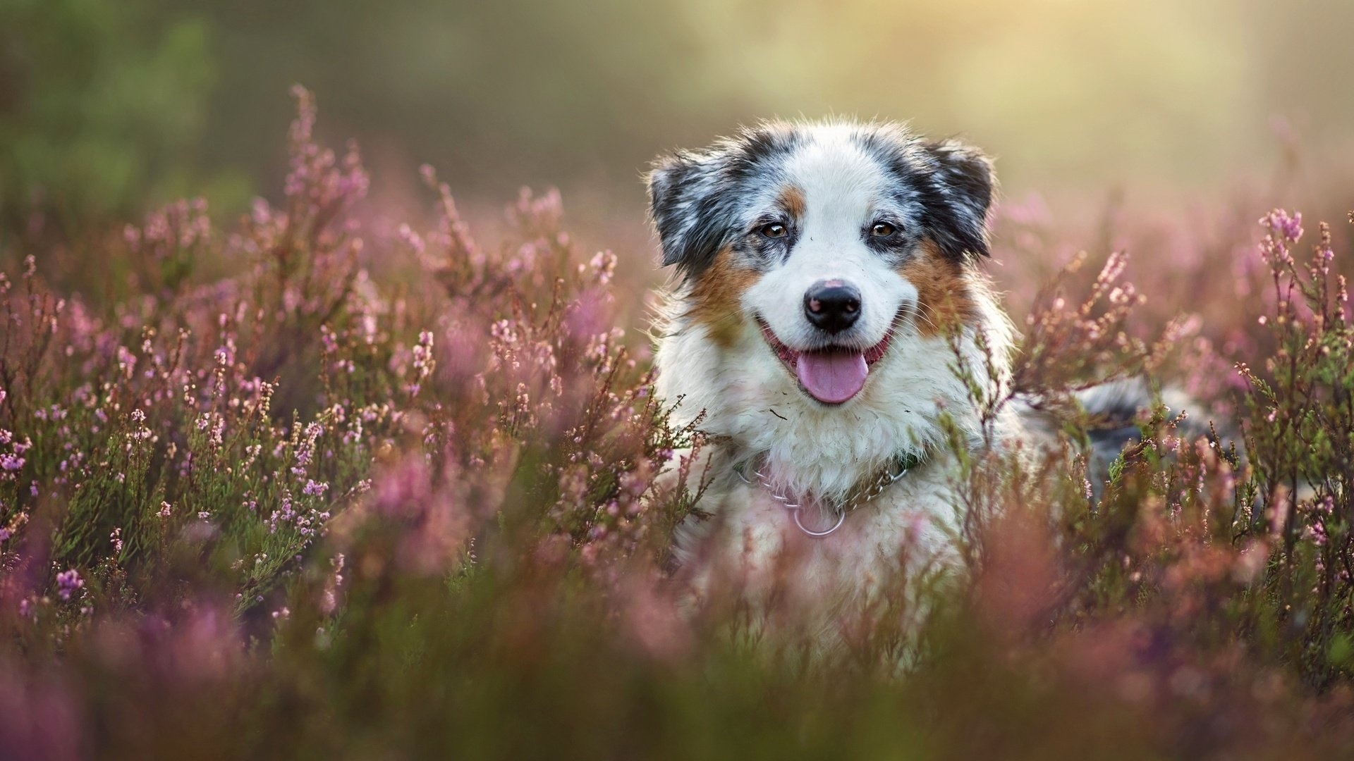 Australian Shepherd Wallpapers