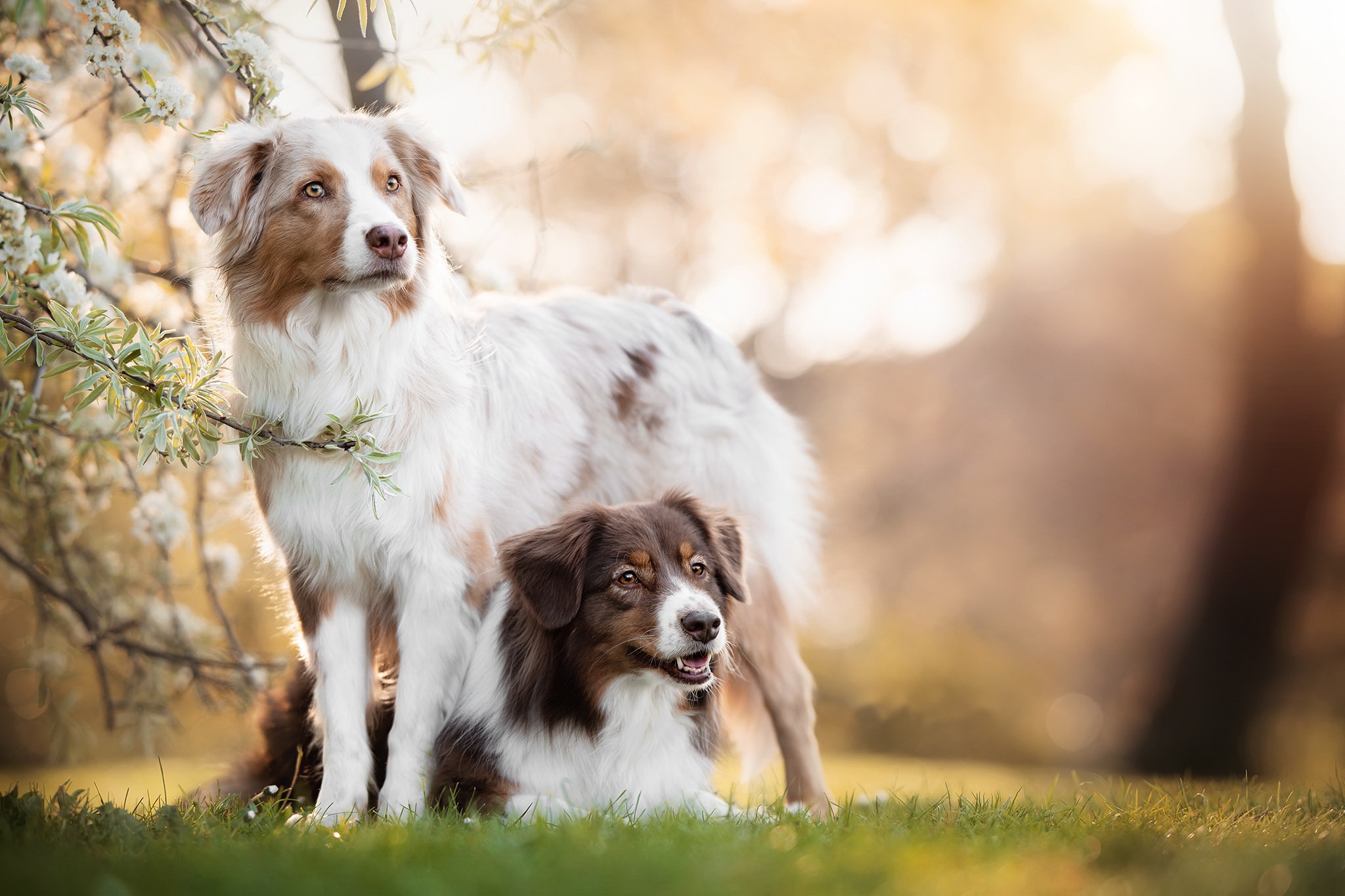 Australian Shepherd Wallpapers