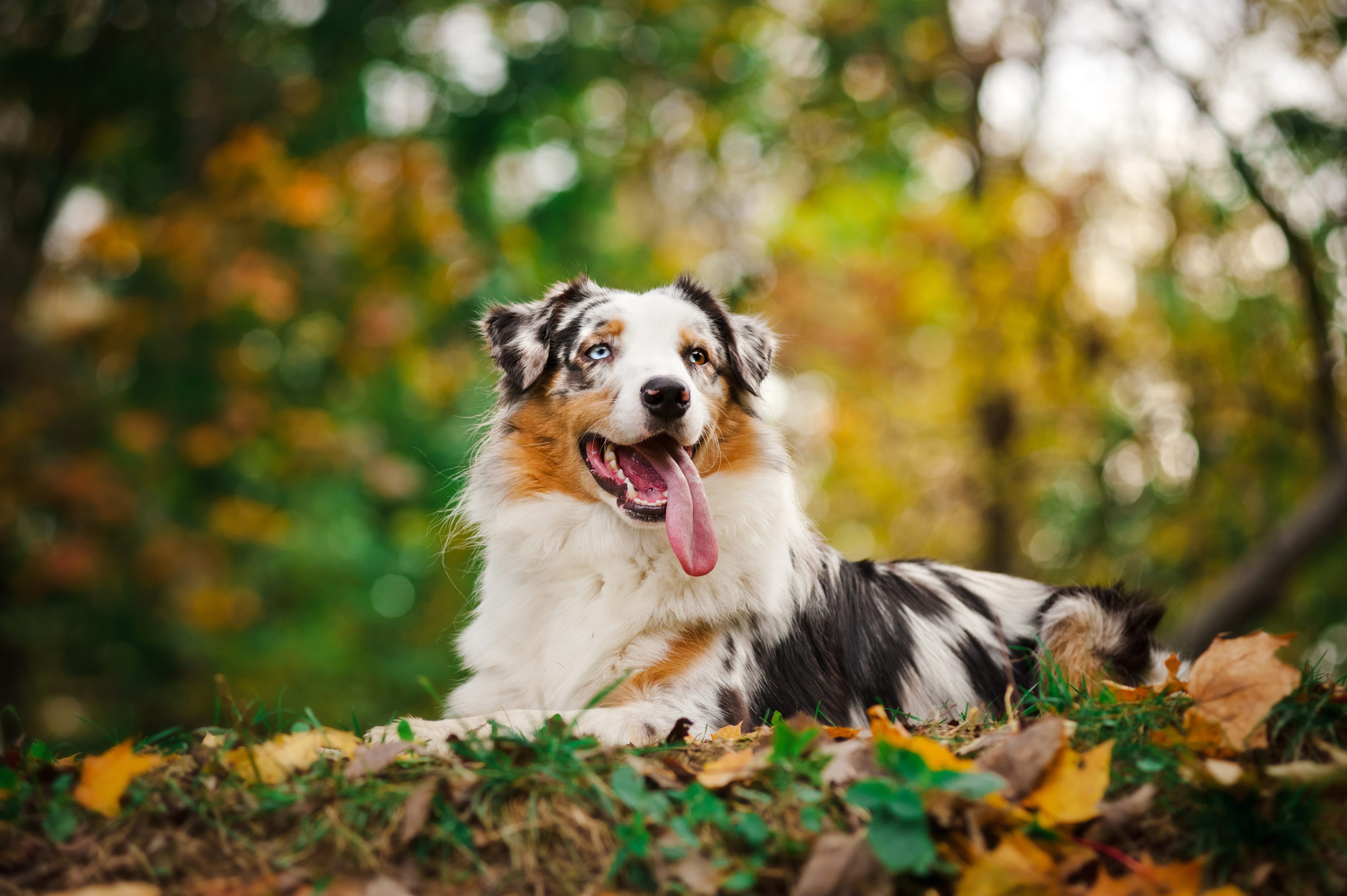 Australian Shepherd Wallpapers