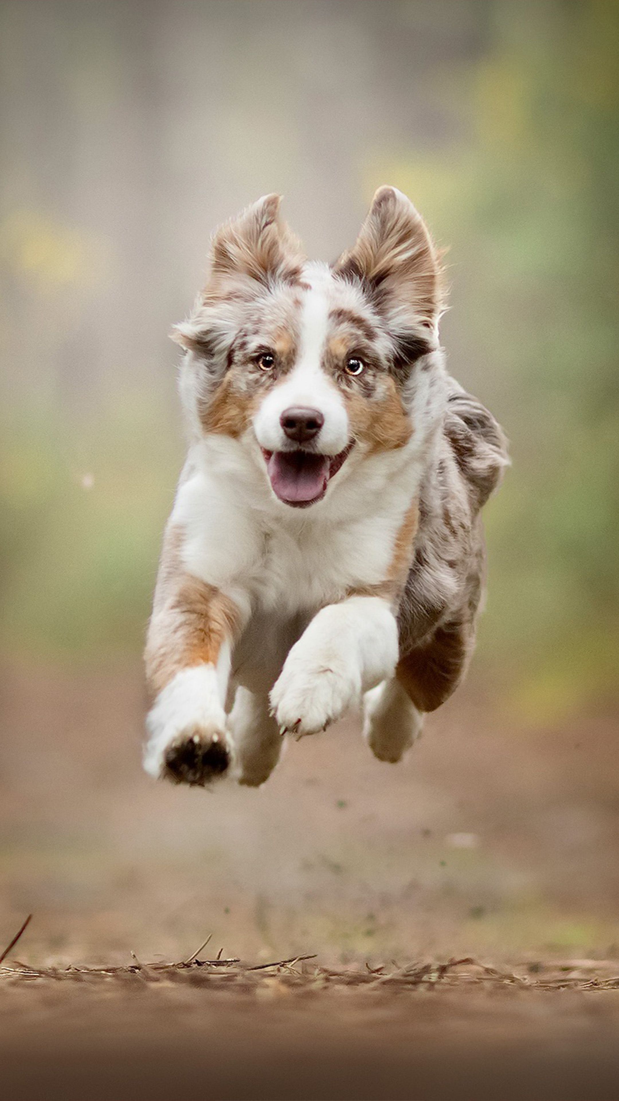 Australian Shepherd Wallpapers