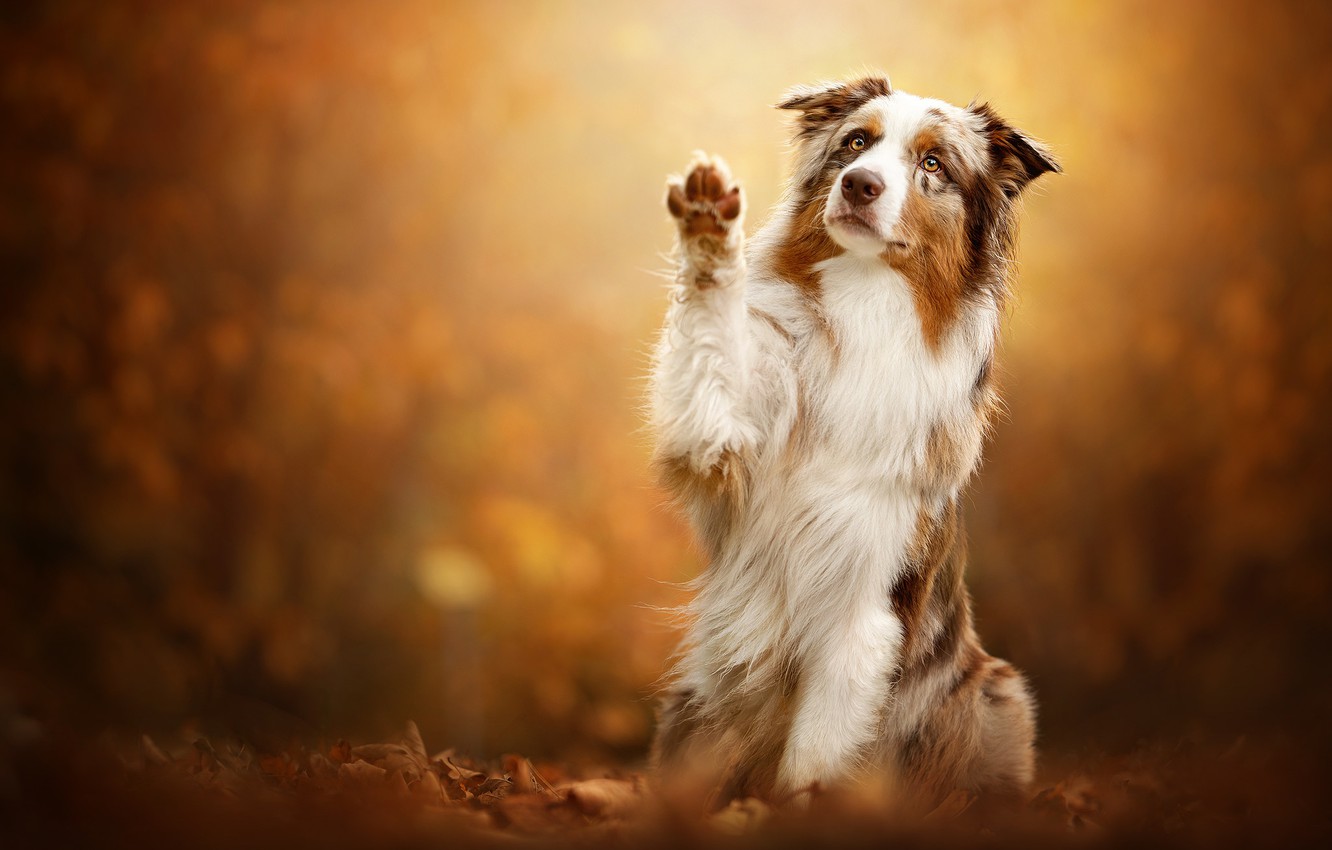 Australian Shepherd Wallpapers