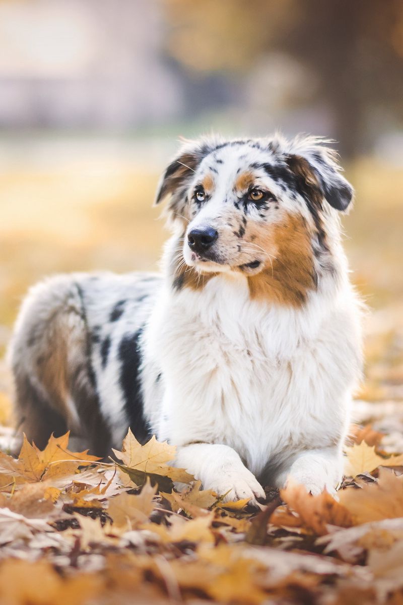 Australian Shepherd Wallpapers