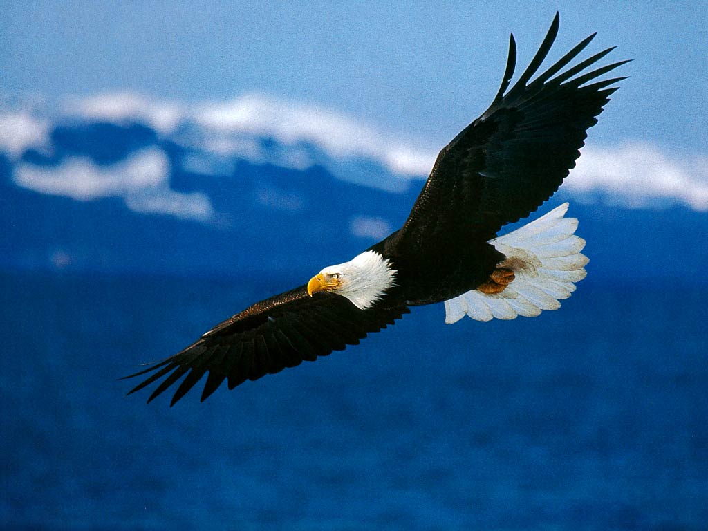 Bald Eagle Wallpapers