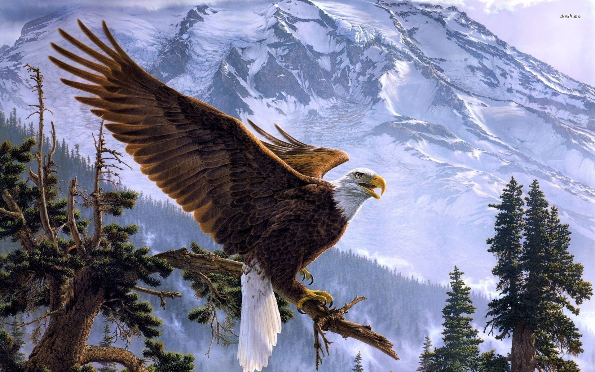 Bald Eagle Wallpapers